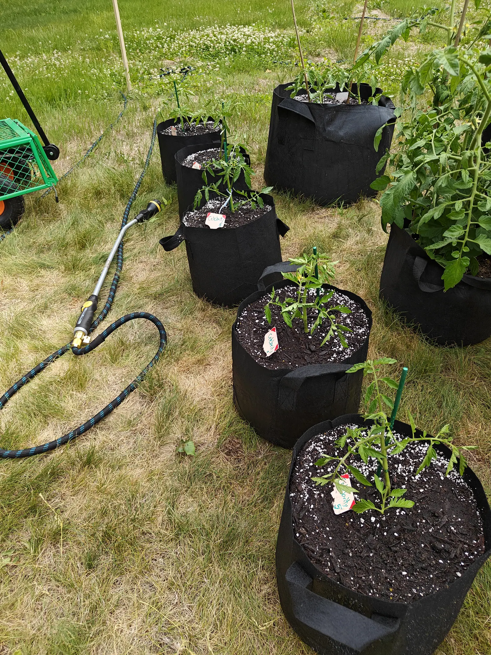 Black fabric grow bags of young tomato plants set out across rough mown grass, a hose and spray wand coiled in the foreground and a green garden cart at the left edge.