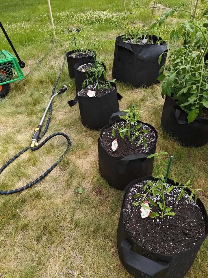 Black fabric grow bags of young tomato plants set out across rough mown grass, a hose and spray wand coiled in the foreground and a green garden cart at the left edge.