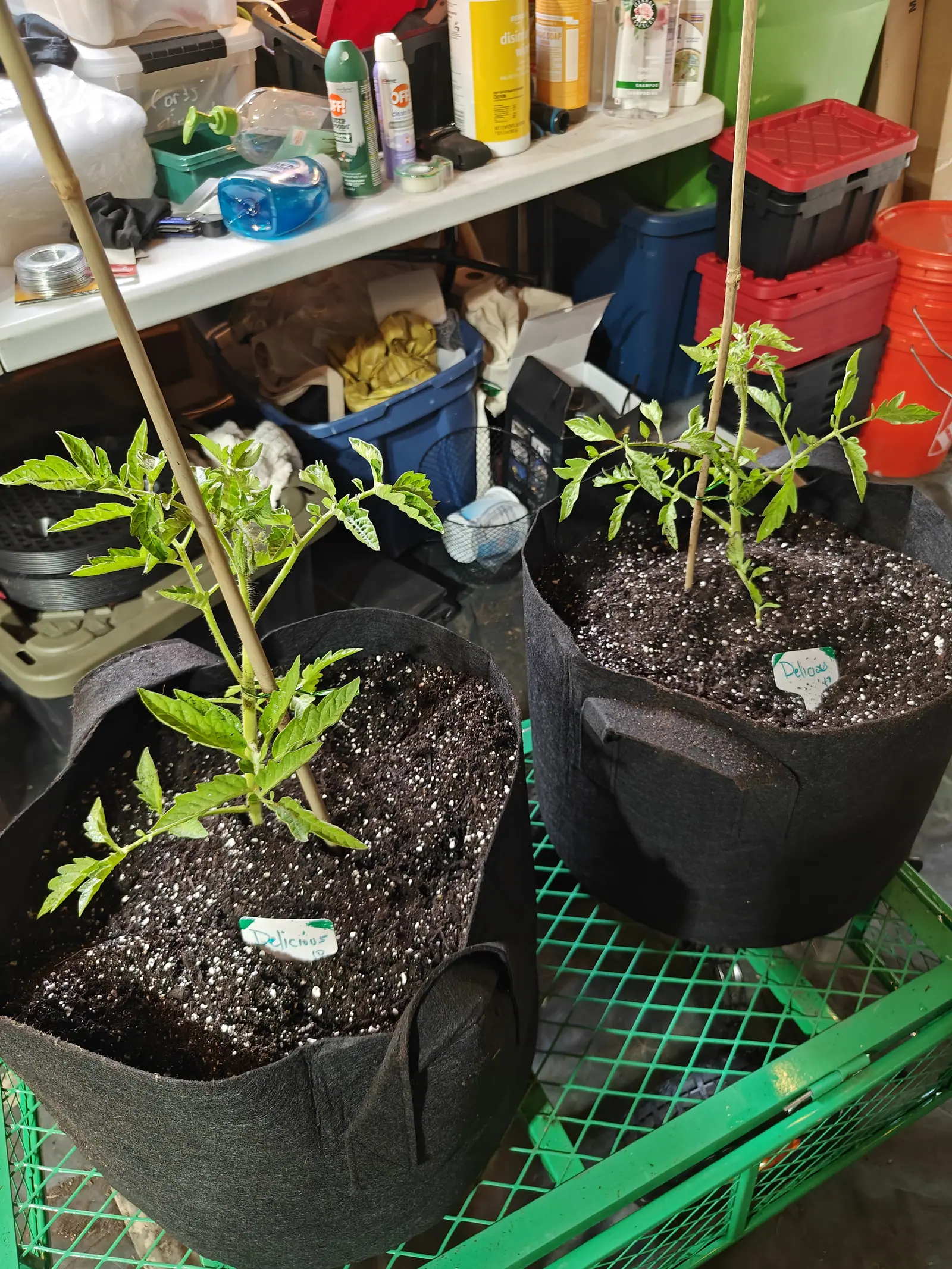 Two black fabric grow bags of young tomato plants on bamboo canes standing on a green plastic crate in a shed, with shelves of bottles and tubs and red and blue bins behind.