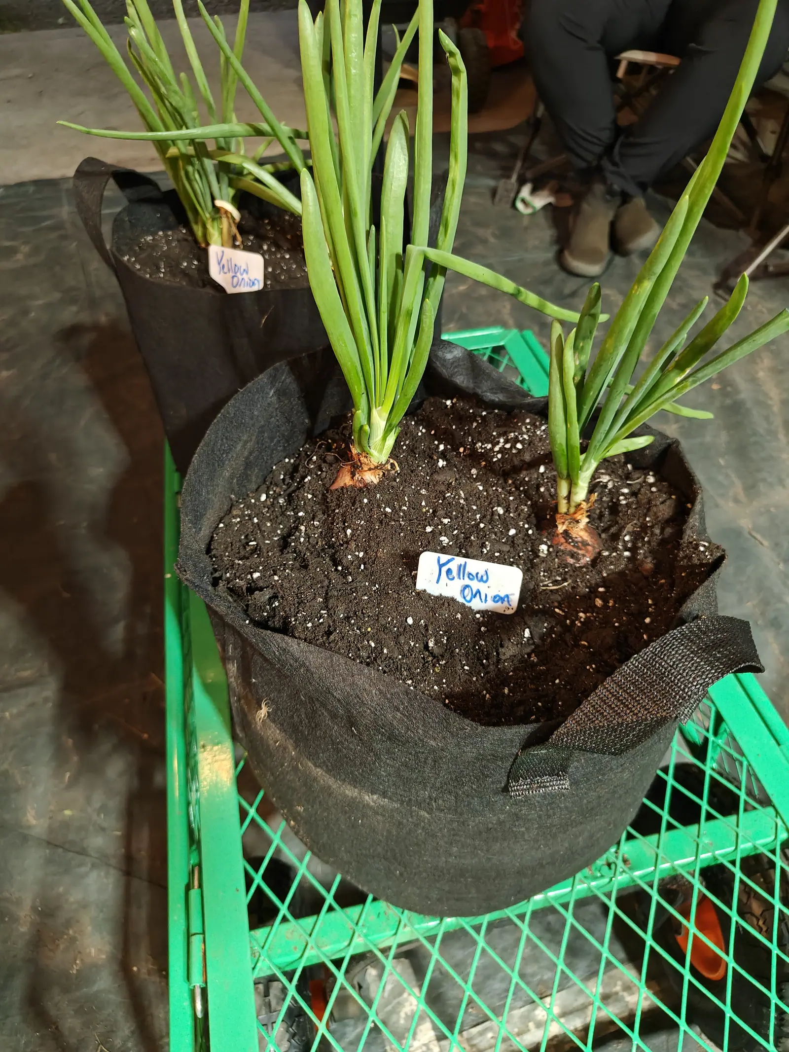 Two black fabric grow bags of onions on a green wire cart, tall green tops rising from swelling pale bulbs, handwritten labels pushed into the dark compost, a seated figure at the frame's edge.