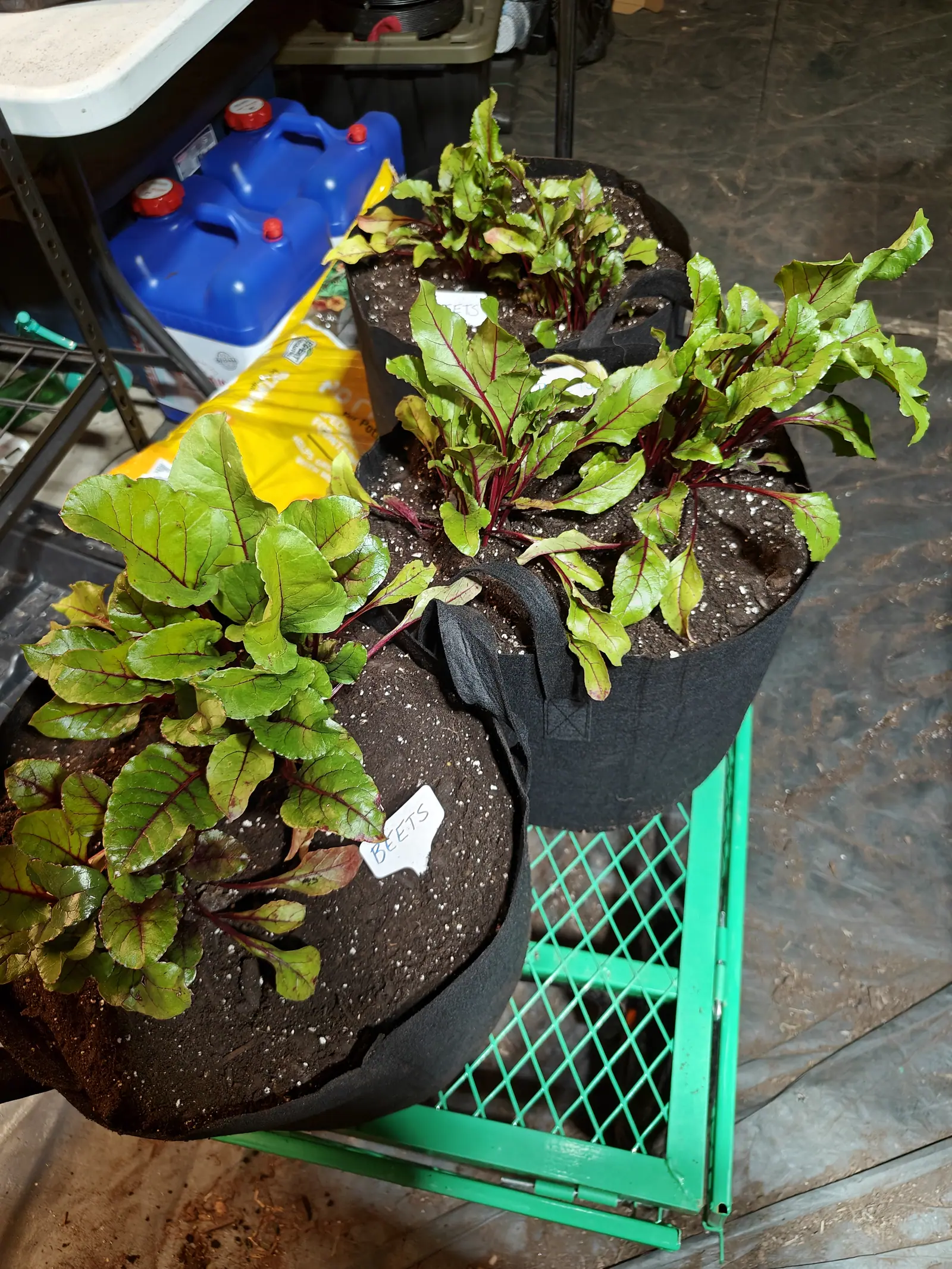 Black fabric grow bags packed with beet tops, green leaves on deep red stems, a small label pushed into the perlite-flecked compost, standing on a green wire shelf in a shed.