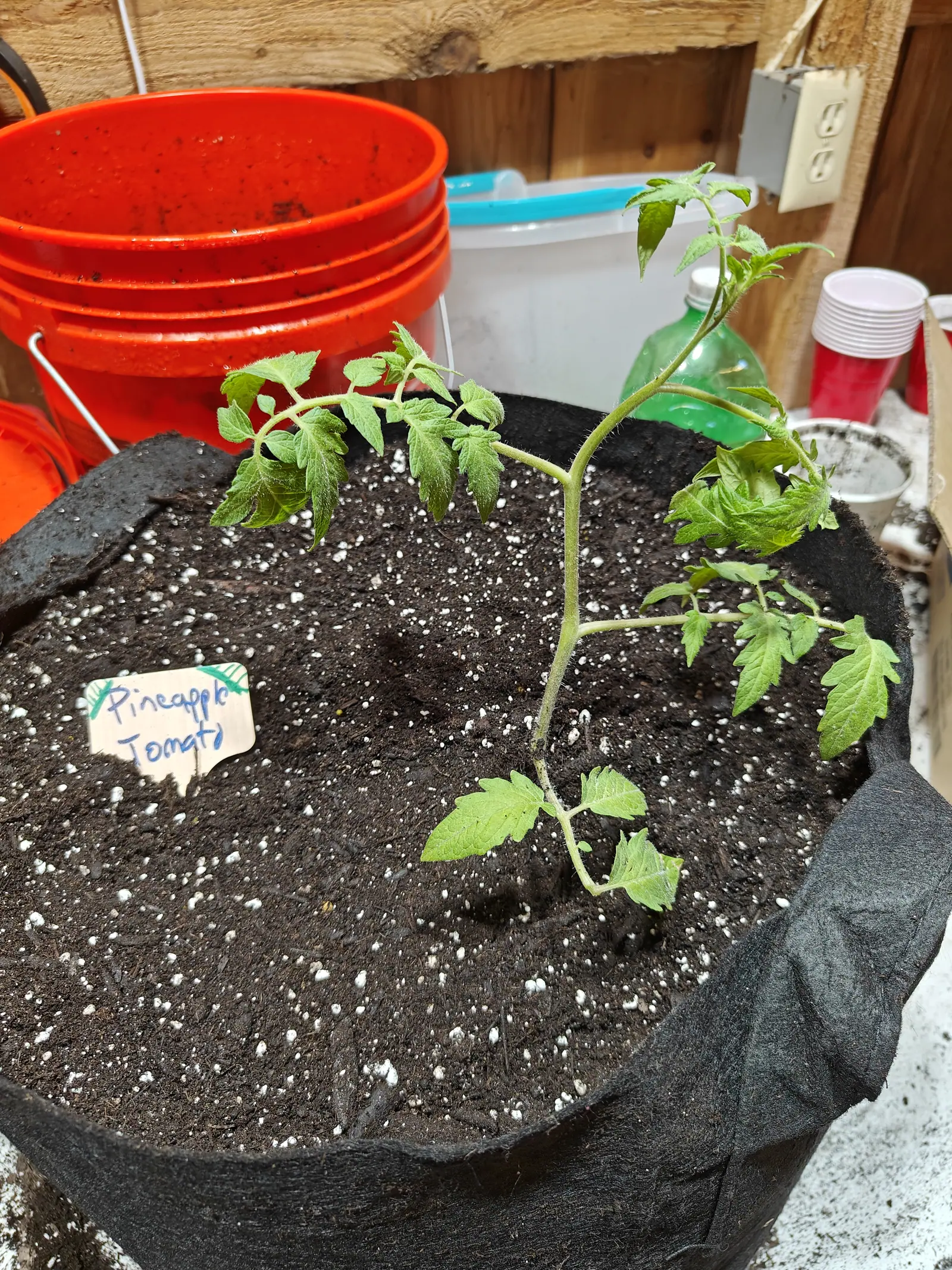 A young tomato plant in a wide black fabric grow bag of dark perlite-flecked compost, a handwritten label beside it, with stacked orange buckets and a timber wall behind.