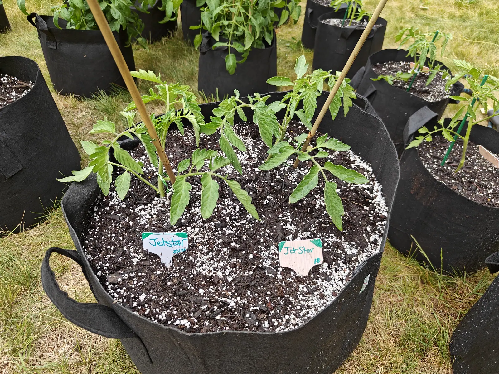 Two young tomato plants in one black fabric grow bag with bamboo canes, handwritten labels pushed into the perlite-flecked compost, with more grow bags on rough grass around.