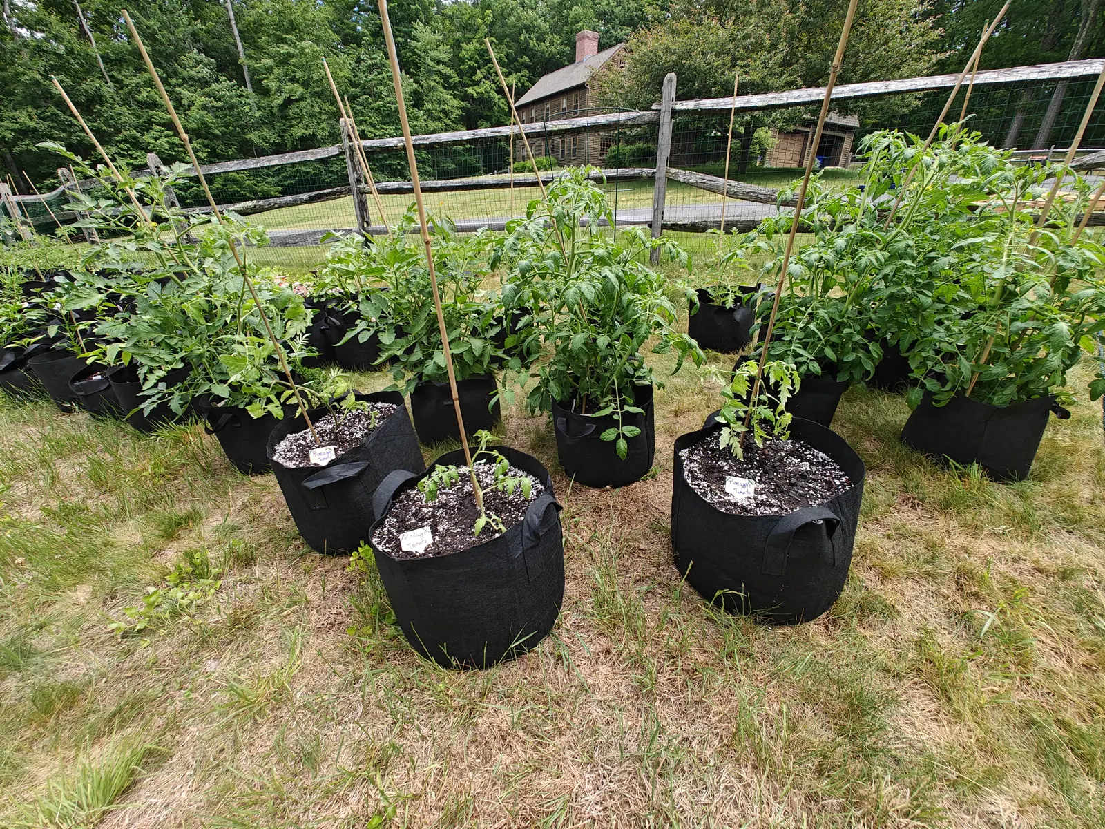 Rows of black fabric grow bags of tomato plants on bamboo canes set out across mown grass, with a split-rail fence, a brown house and woodland behind under flat grey light.