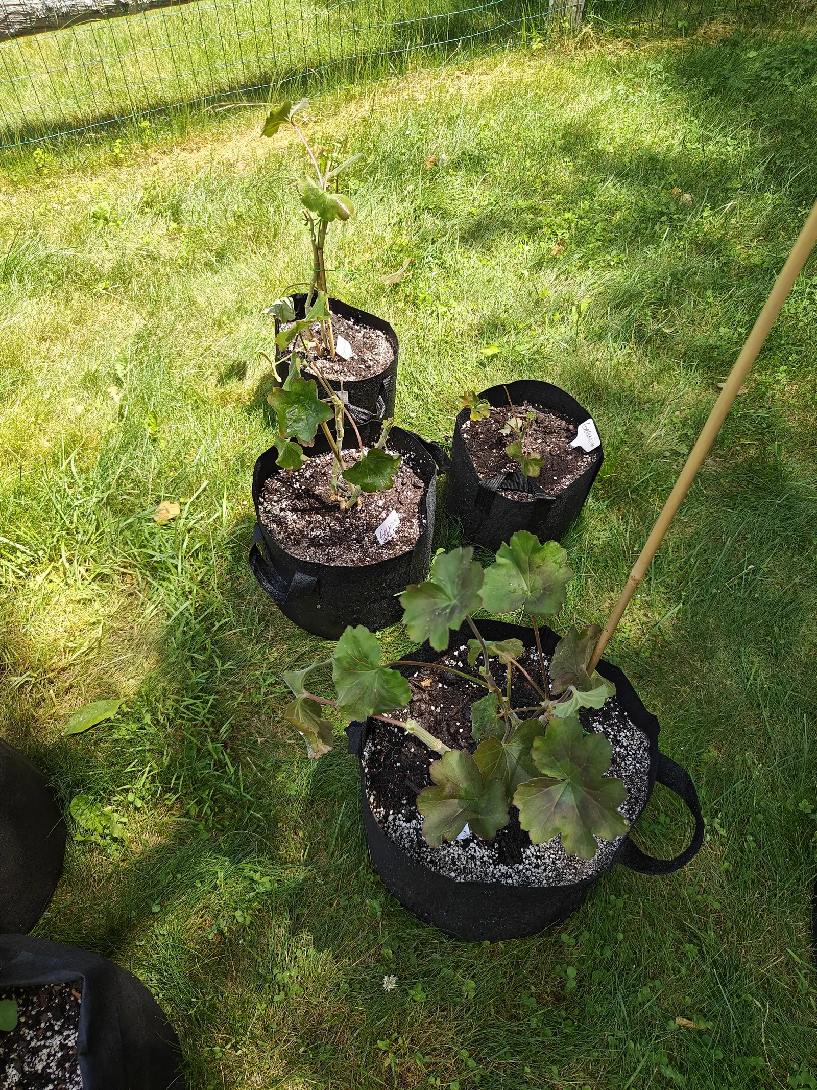 Four black fabric grow bags of geraniums on rough mown grass, their rounded scalloped leaves flopping over the rims, small white labels in the compost and a wire fence behind.
