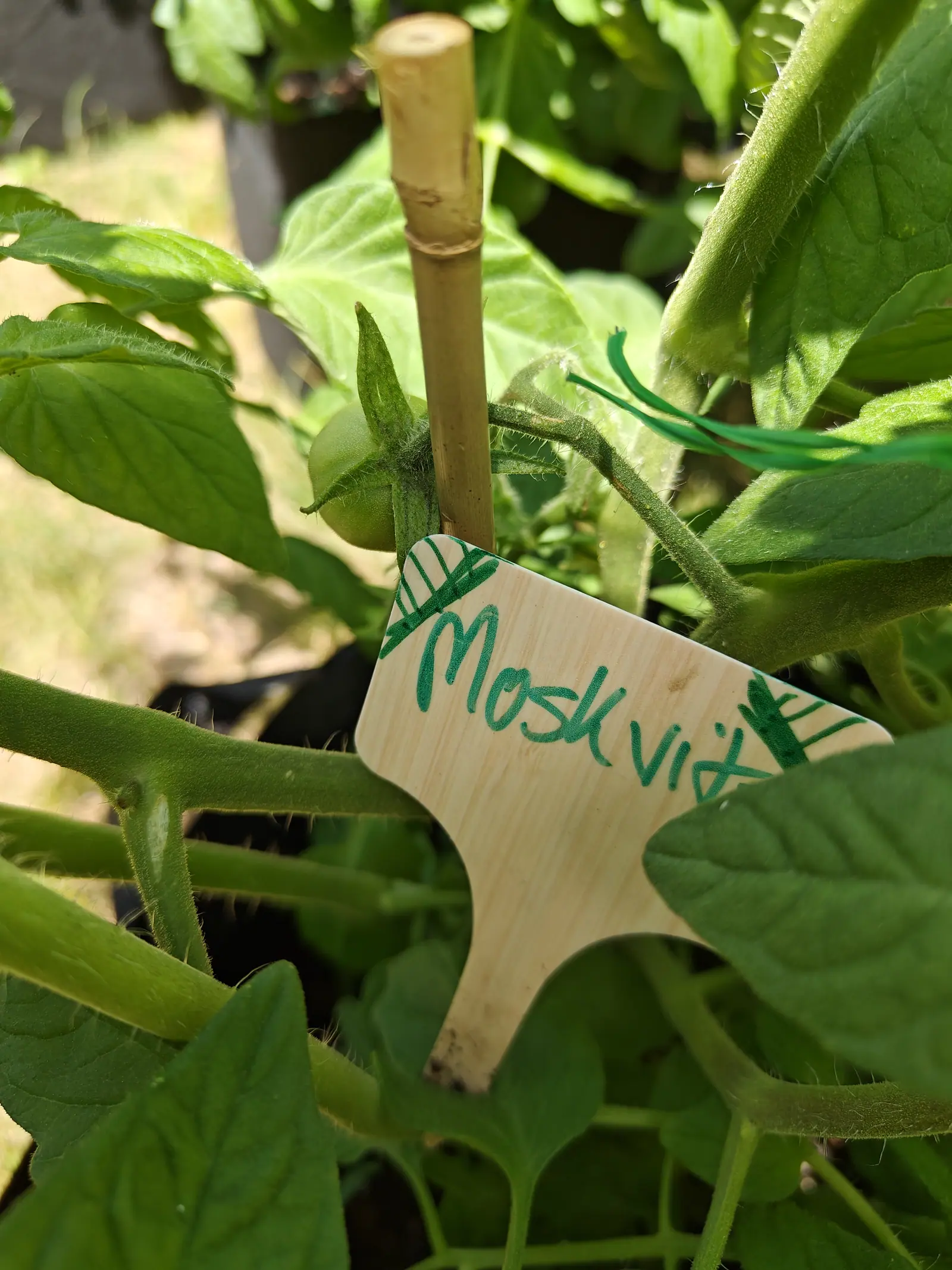A wooden plant label in green marker tied to a bamboo cane among tomato foliage, a small green fruit just visible behind it in bright sun.