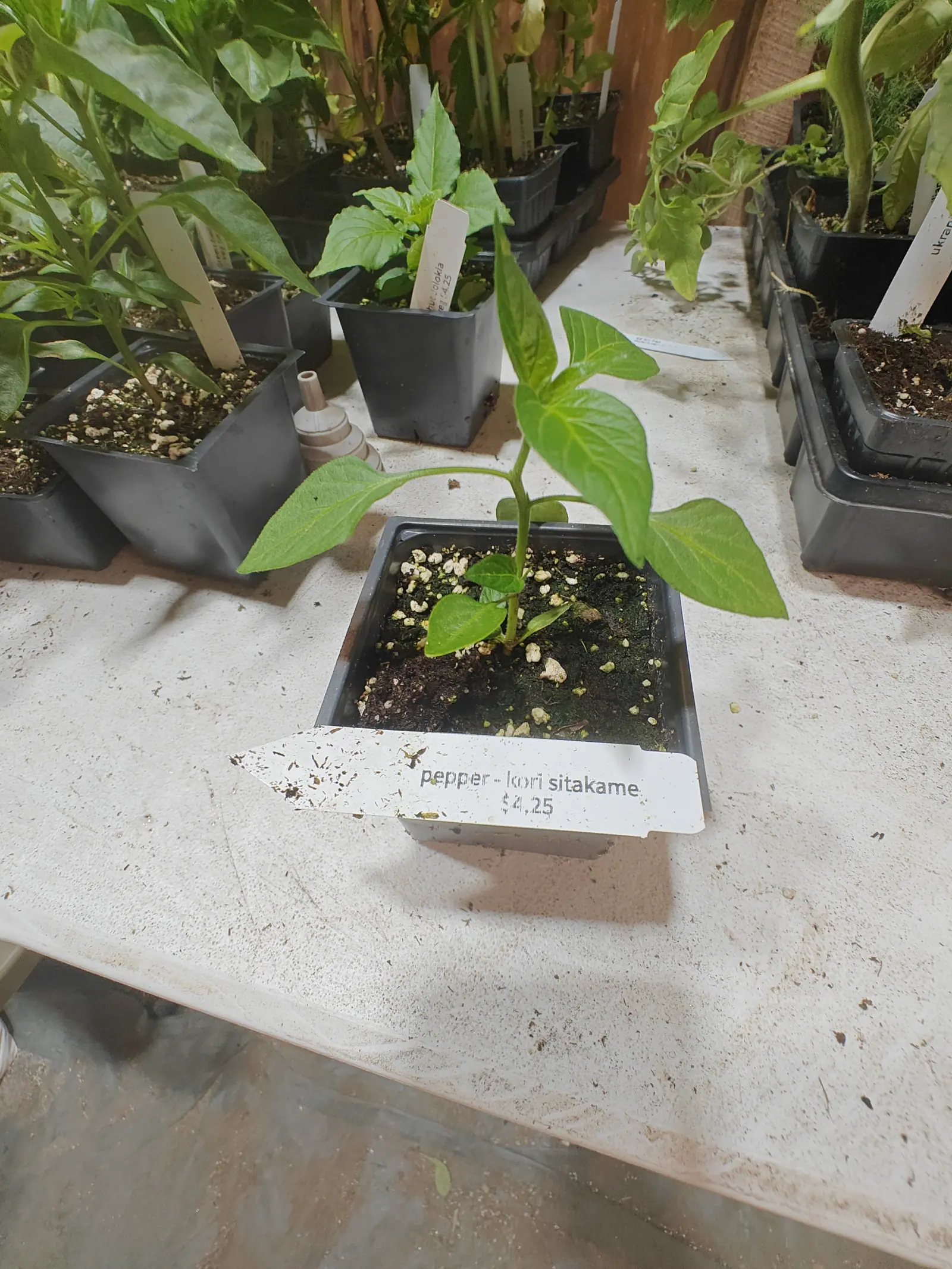 A young pepper plant in a small black pot on a whitewashed table, a printed label in front, with more pepper seedlings in black pots and trays around it.