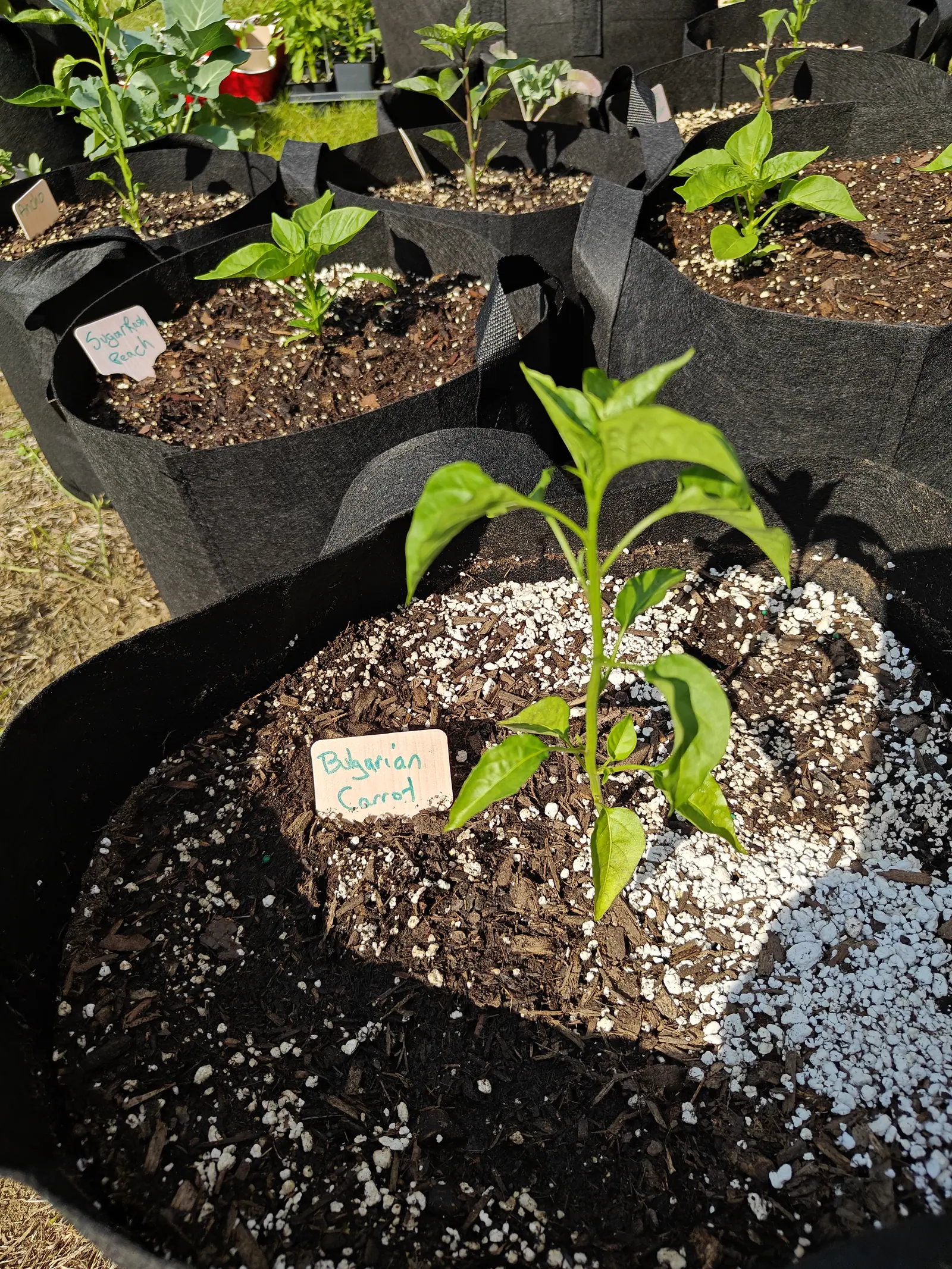 A young pepper plant in a large black fabric grow bag, a patch of perlite spread over the dark mulch, a wooden label beside it and more grow bags of peppers behind.