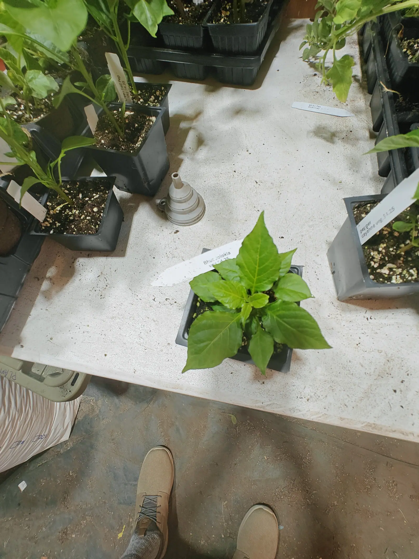 A pepper seedling with broad glossy leaves in a black pot on a whitewashed table, a printed label laid across it and a small metal funnel nearby, a pair of feet at the bottom edge of the frame.