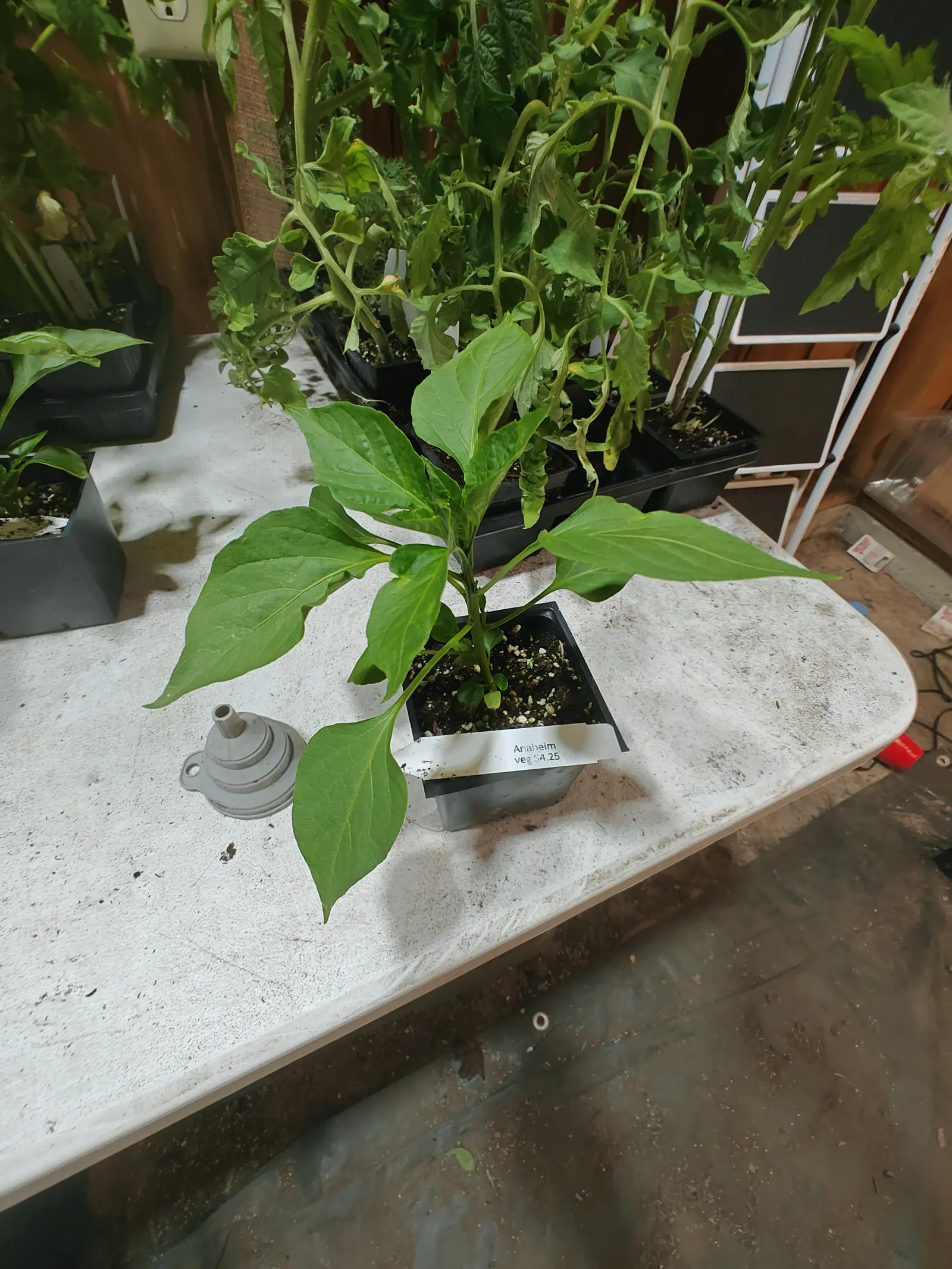 A pepper plant with long drooping leaves in a black pot on a whitewashed table, a printed label at its base, with trays of leggy tomato seedlings and a metal funnel behind.