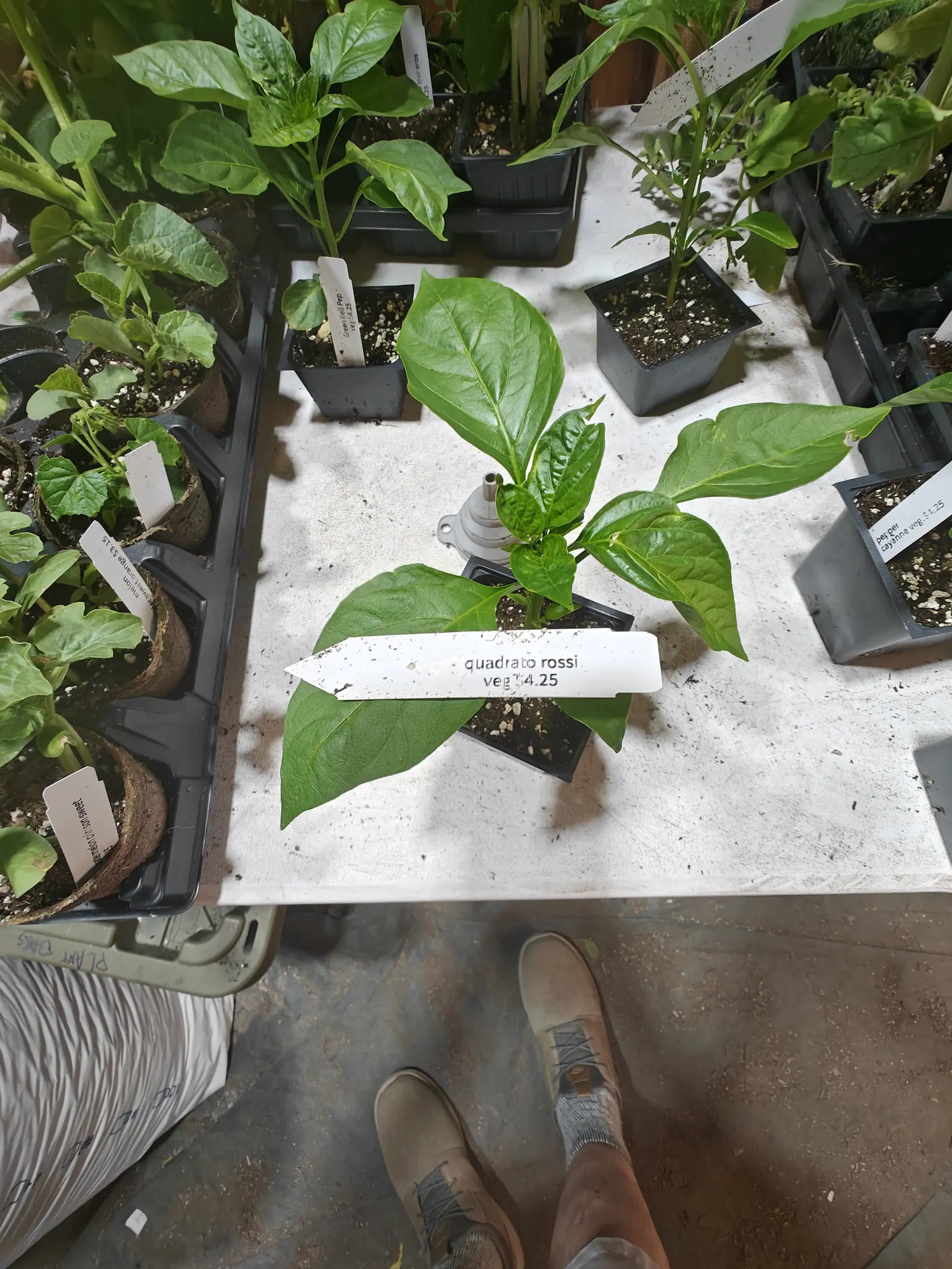 A pepper plant in a black pot on a whitewashed table, a printed label laid across its leaves and seedling trays crowding the table edges, a pair of feet at the bottom edge of the frame.