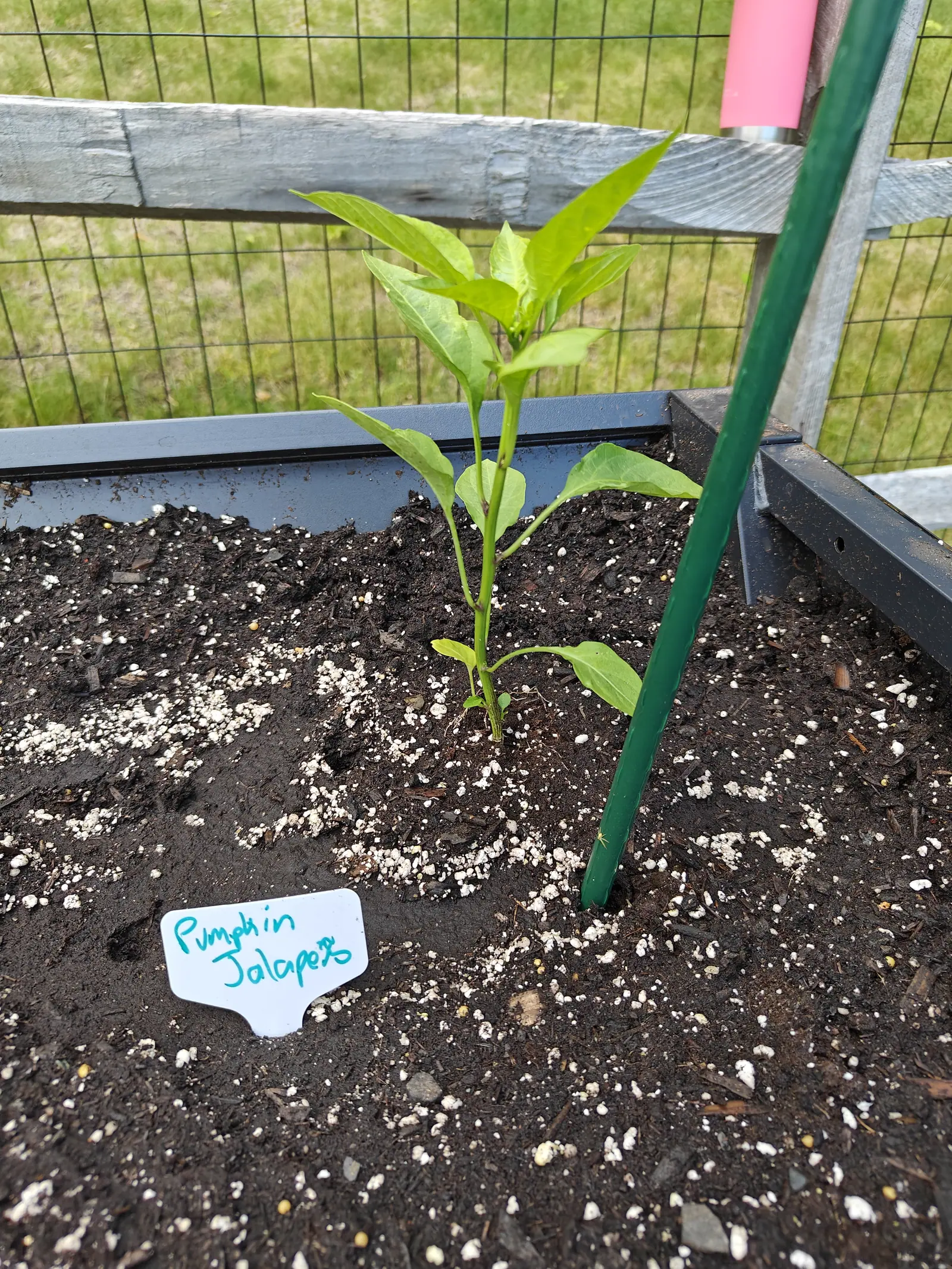 A slender young pepper plant in a raised bed of dark perlite-flecked soil beside a green metal stake, a handwritten label in front, with a grey timber and wire fence behind.
