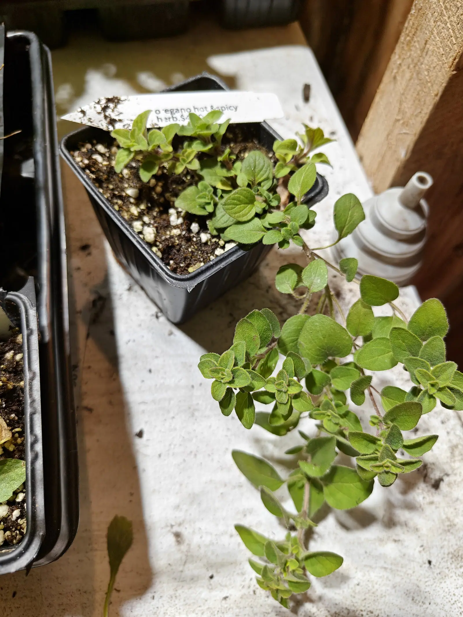 Two black plastic seedling trays on a pale bench — one of small round-leaved seedlings with a handwritten label, the other a longer trailing stem of soft, faintly furred oval leaves spilling over the edge. A white spray bottle stands behind.