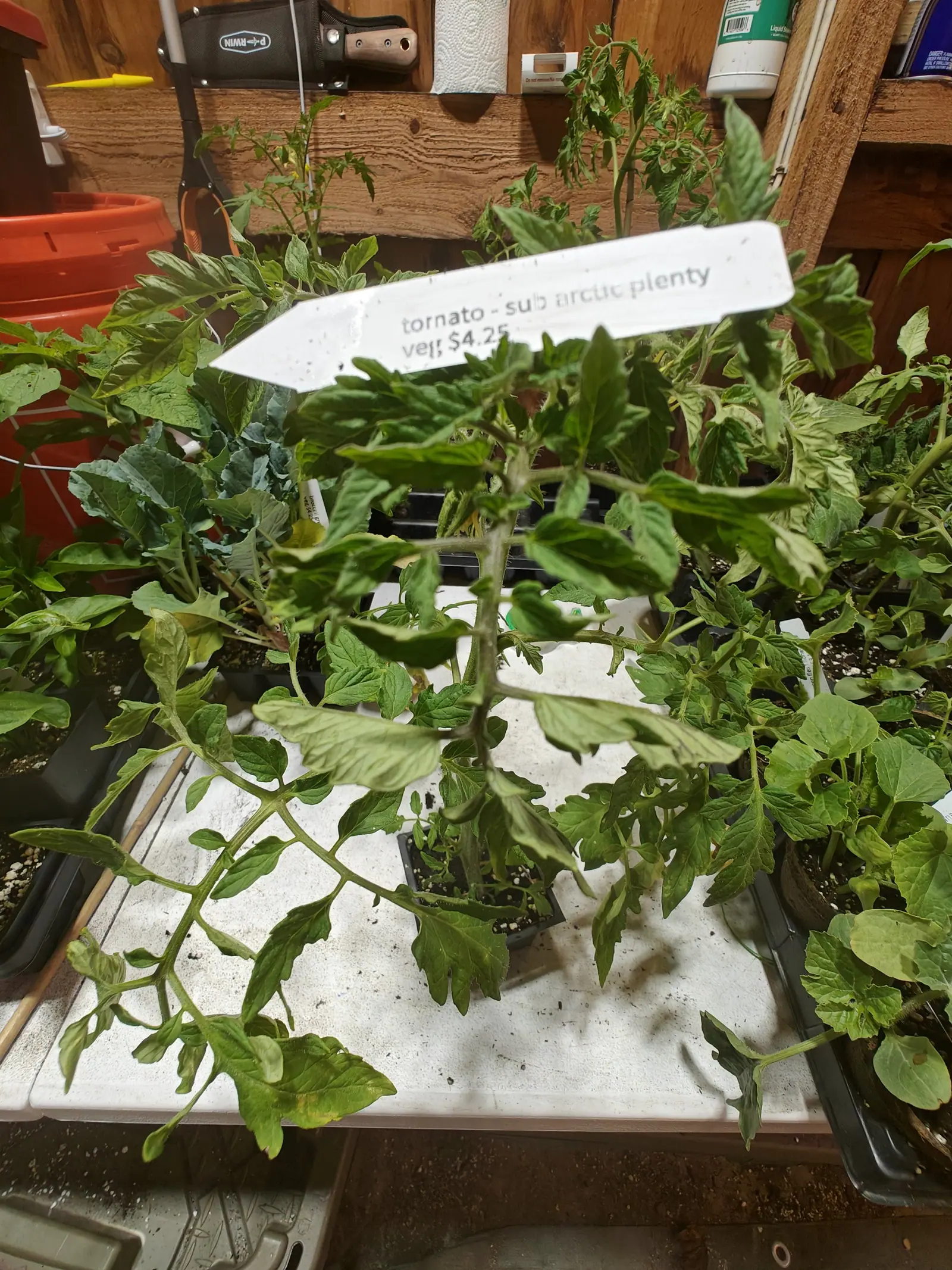 A tray of leggy tomato seedlings on a whitewashed bench, a printed label angled across the foliage, with a timber wall of hanging tools and an orange bucket behind.