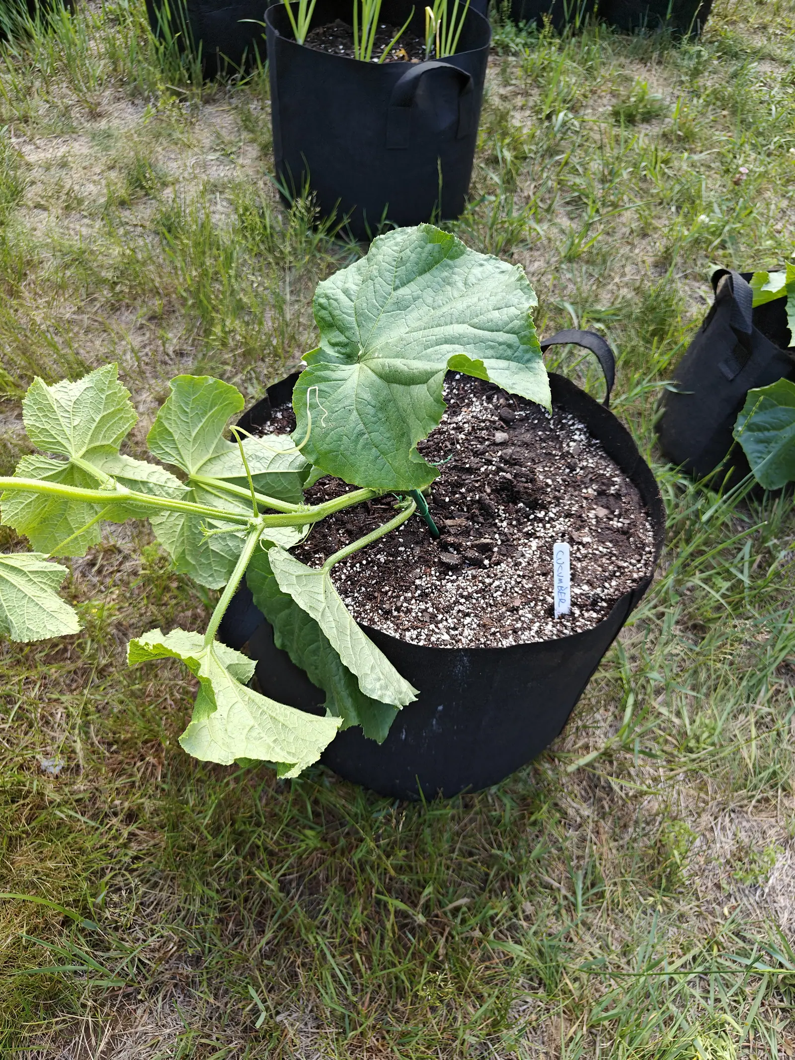 A young cucumber plant in a black fabric grow bag, its broad leaves and long stems trailing over the rim onto rough grass, a small label in the perlite-flecked compost and more grow bags behind.