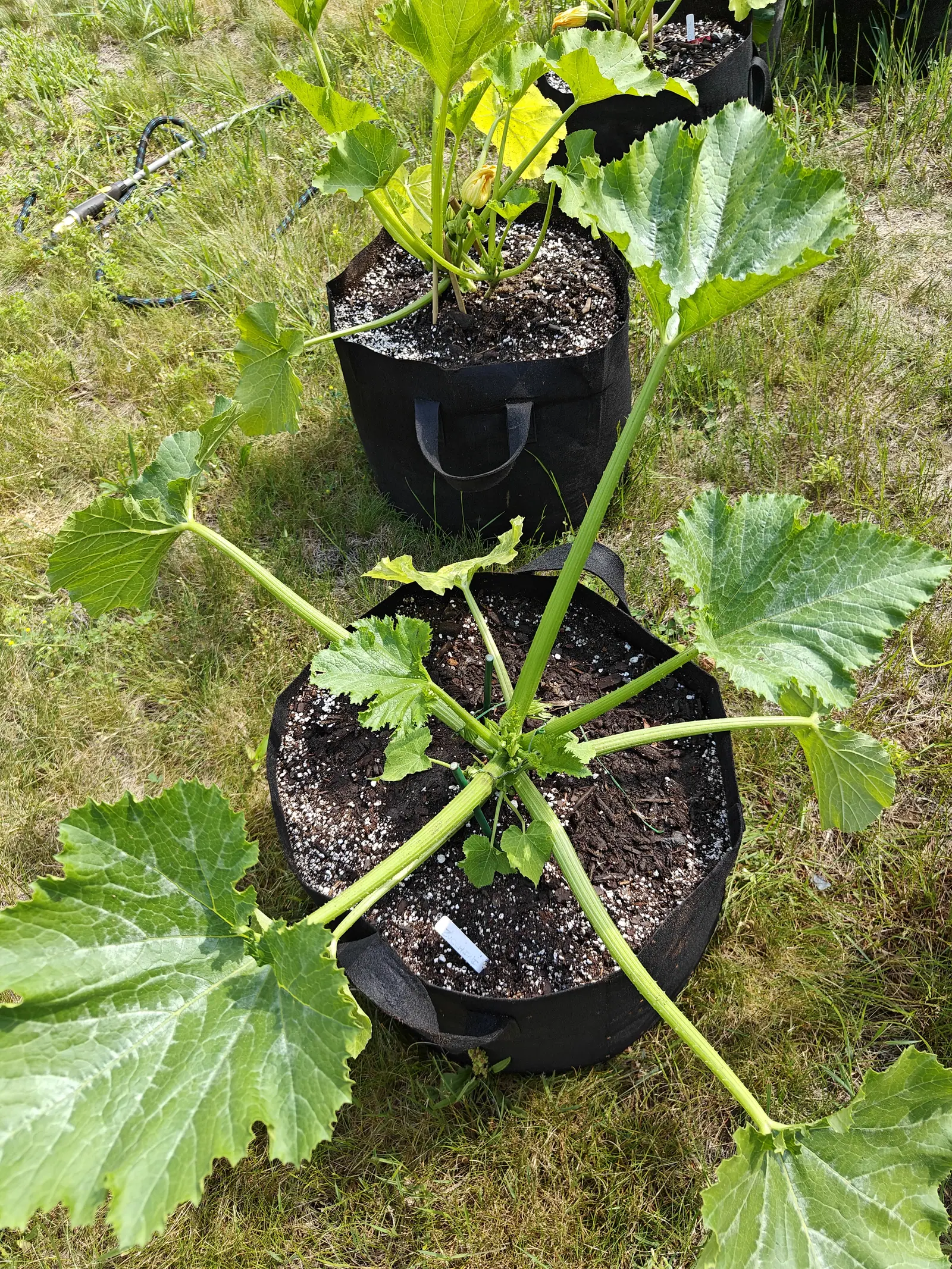Two black fabric grow bags of zucchini, their big lobed leaves mottled pale along the veins and sprawling on long stems over rough grass, with a drip line running past.