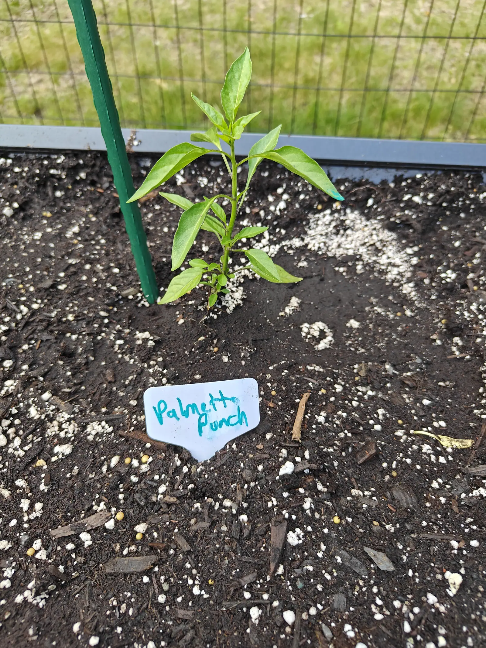 A young pepper plant in a raised bed of dark bark-flecked soil beside a green metal stake, a handwritten label in the foreground, with a wire fence and lawn behind.