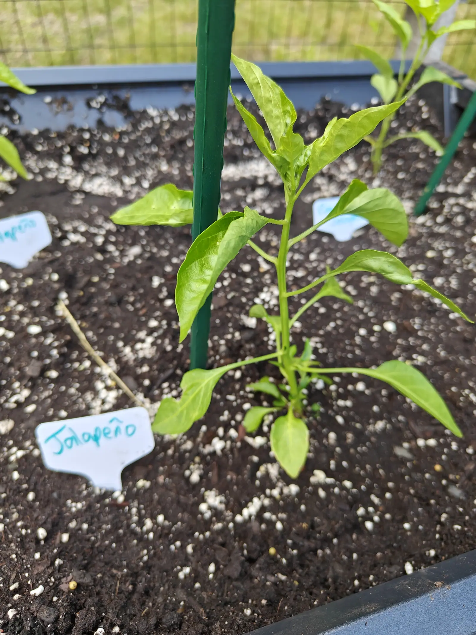 A young pepper plant leaning against a green metal stake in a raised bed of dark perlite-flecked soil, handwritten labels pushed in around it, with a wire fence and grass behind.