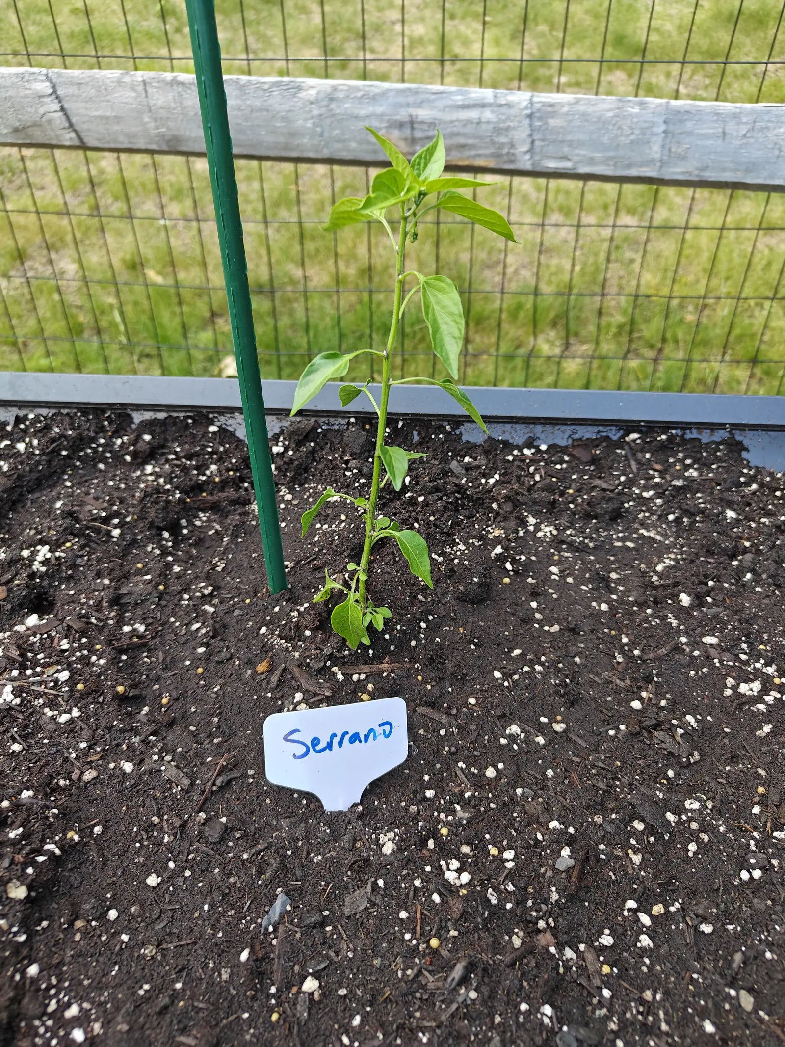 A slender pepper plant beside a green metal stake in a raised bed of dark perlite-flecked soil, a handwritten label in front, with a grey timber rail and wire fence behind.