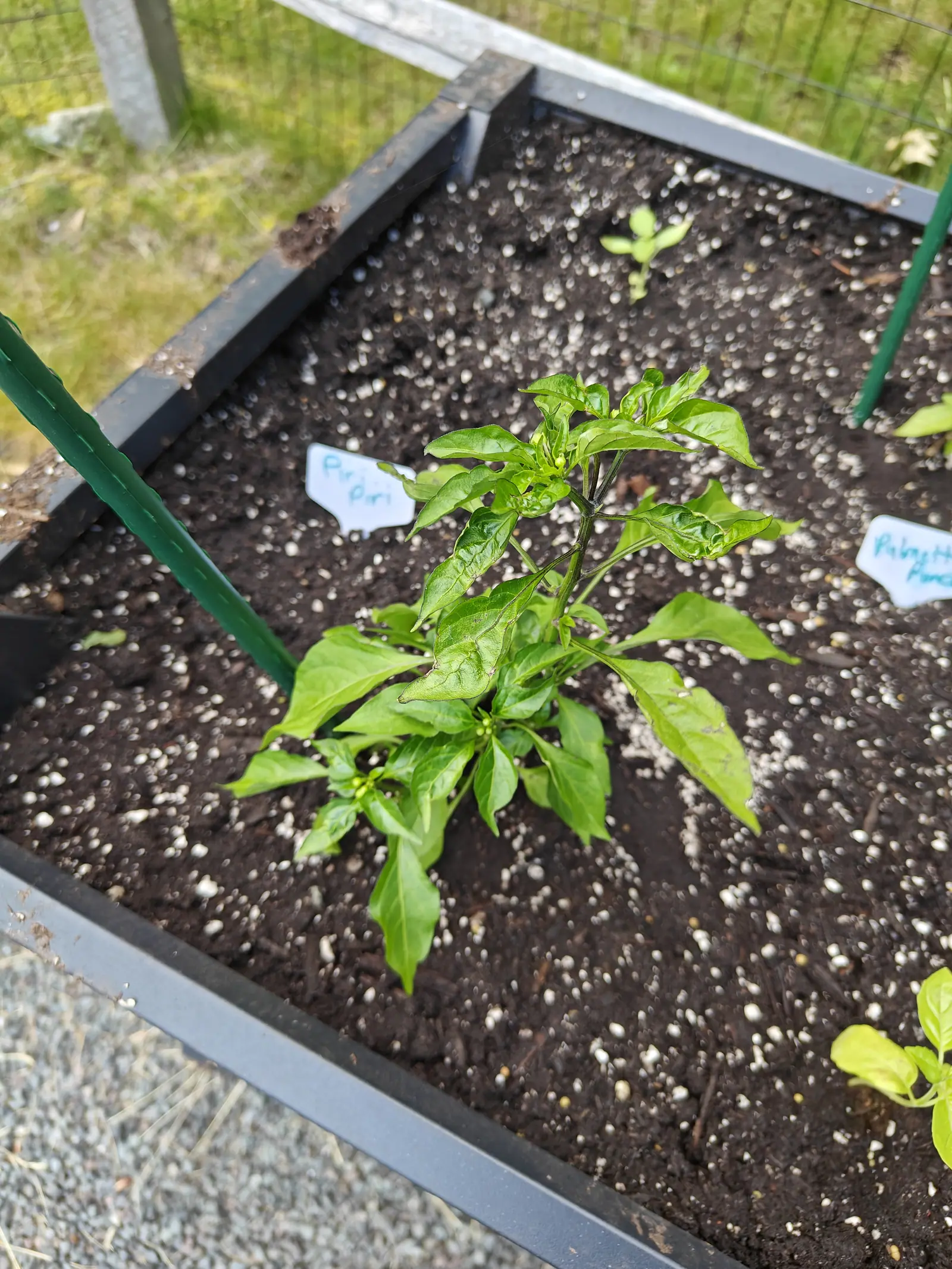 A bushy young pepper plant in a raised metal bed of dark perlite-flecked soil, handwritten labels set either side, with green stakes and gravel at the corner.