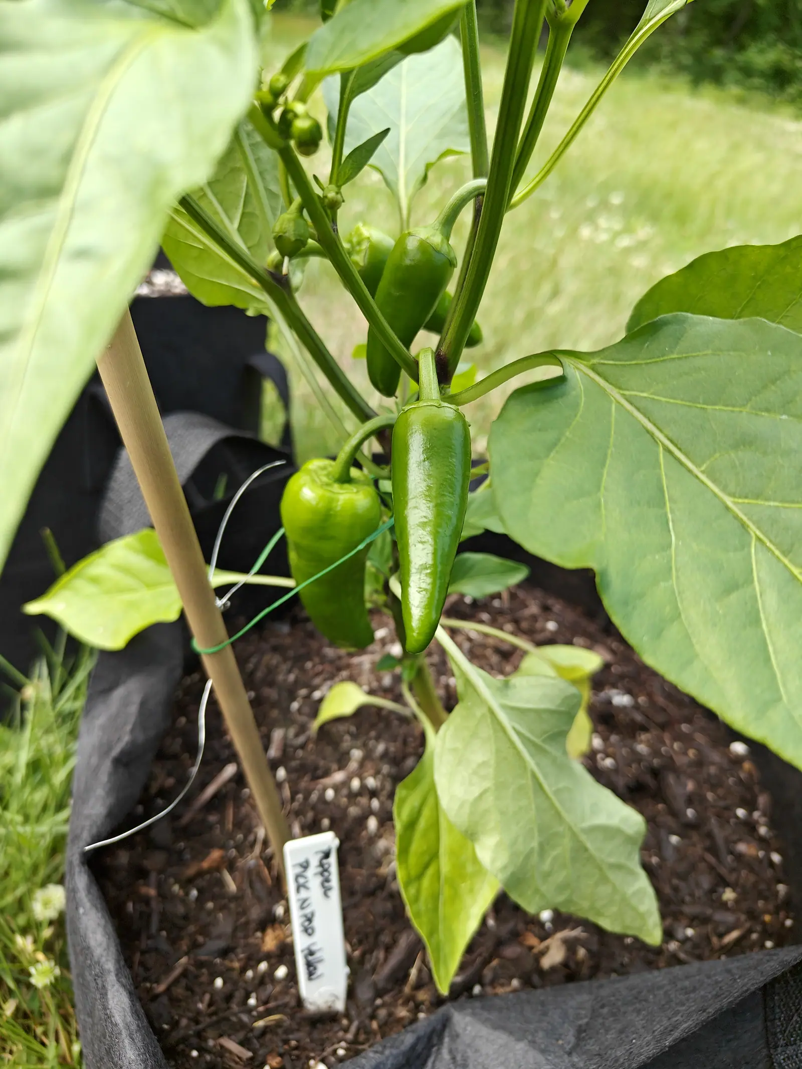Two young green peppers hanging on the stem, the longer one slender and glossy, on a plant tied to a bamboo cane in a black fabric grow bag with grass blurred behind.