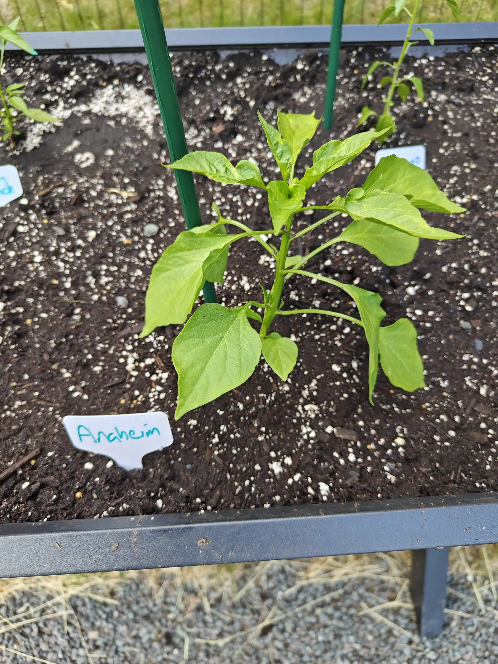 A young pepper plant in a raised metal bed of dark perlite-flecked soil between two green stakes, a handwritten label in front, with gravel below the bed and grass beyond.