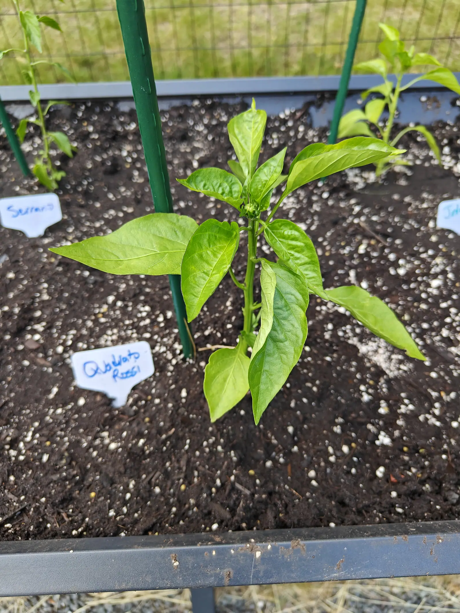 A young pepper plant with pale green leaves in a raised metal bed, handwritten labels pushed into the perlite-flecked soil, with green stakes and a wire fence behind.