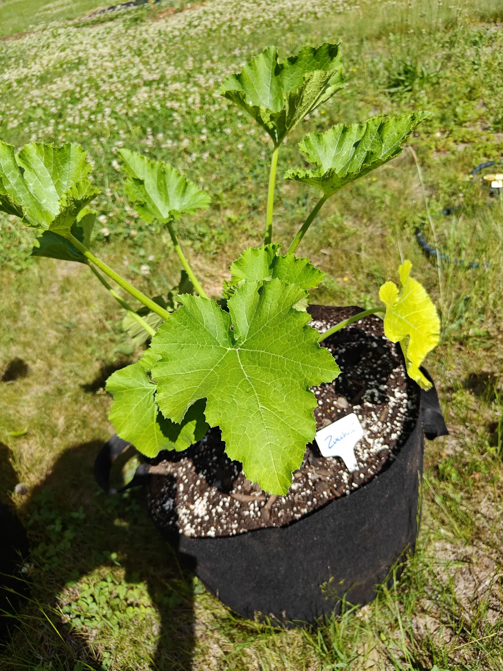 A zucchini plant filling a black fabric grow bag, its big lobed leaves fanned out and one turning yellow, a small blue label in the perlite-flecked compost, on rough sunlit grass.