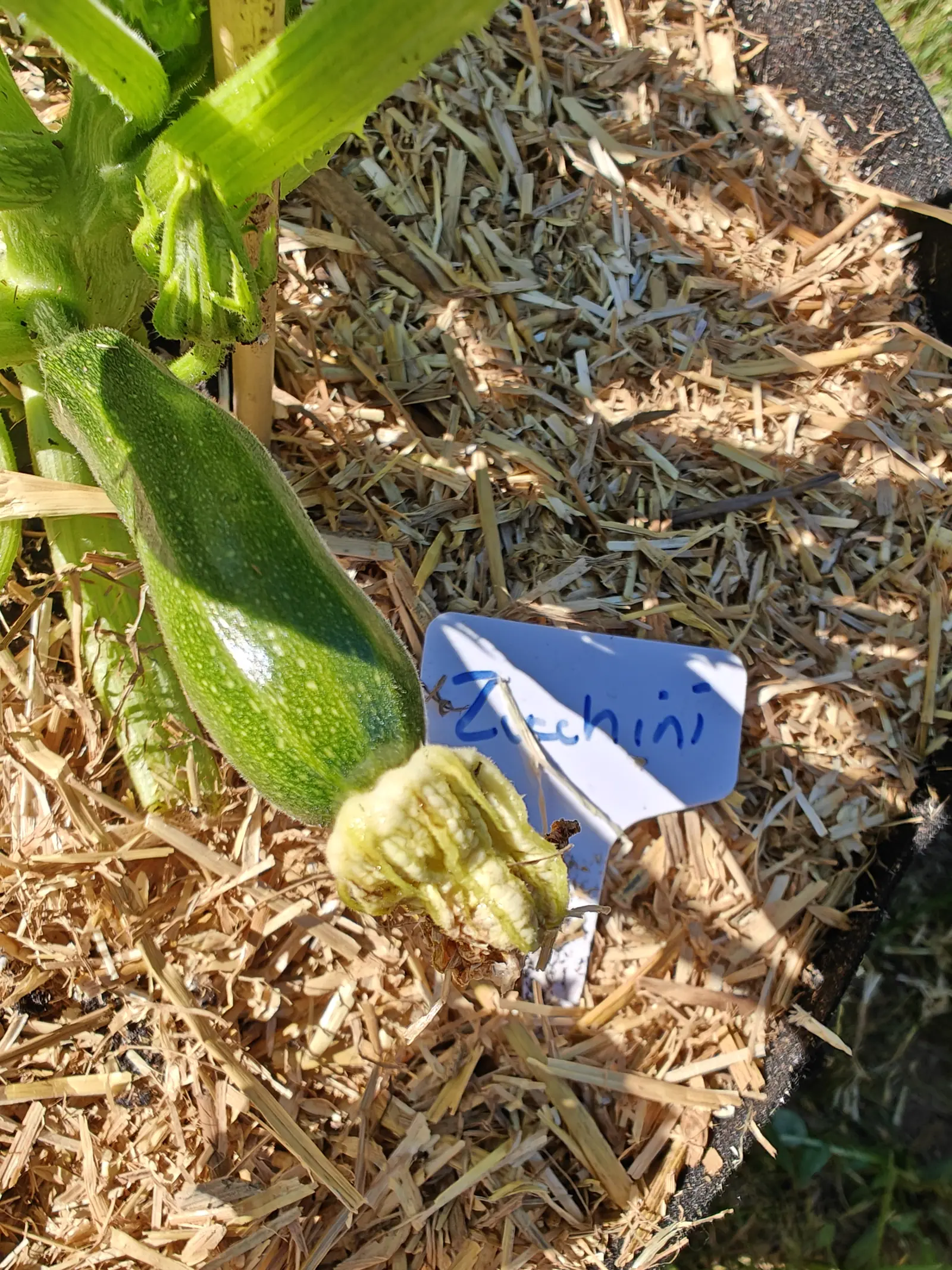 A young green zucchini lying on straw mulch with its shrivelled cream flower still attached at the tip, beside a handwritten blue label in a black fabric grow bag.