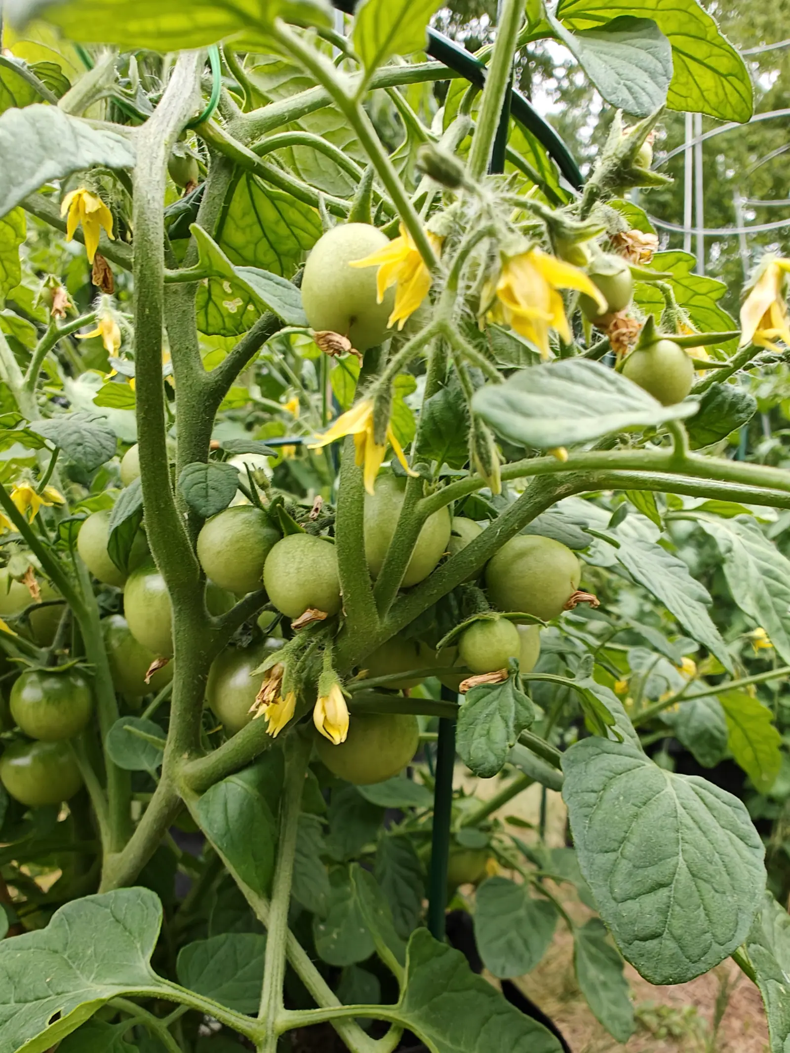 A heavy cluster of green cherry tomatoes on the truss with yellow flowers still open around them, held by a dark green stake, with blurred foliage and a fence behind.