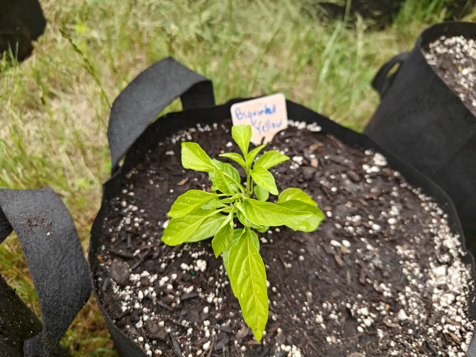 A small pepper seedling in a black fabric grow bag of dark perlite-flecked compost, a handwritten label behind it, with rough grass and another grow bag beyond.