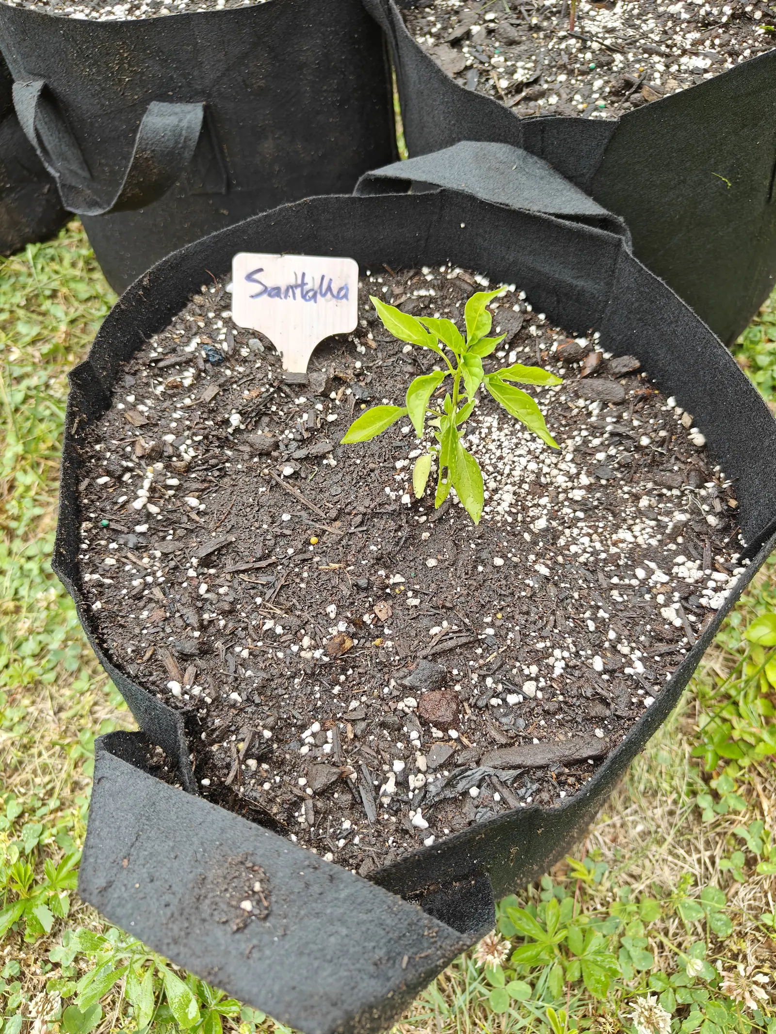 A single pepper seedling at the centre of a black fabric grow bag, a handwritten label beside it in dark perlite-flecked compost, with more grow bags and rough grass around.