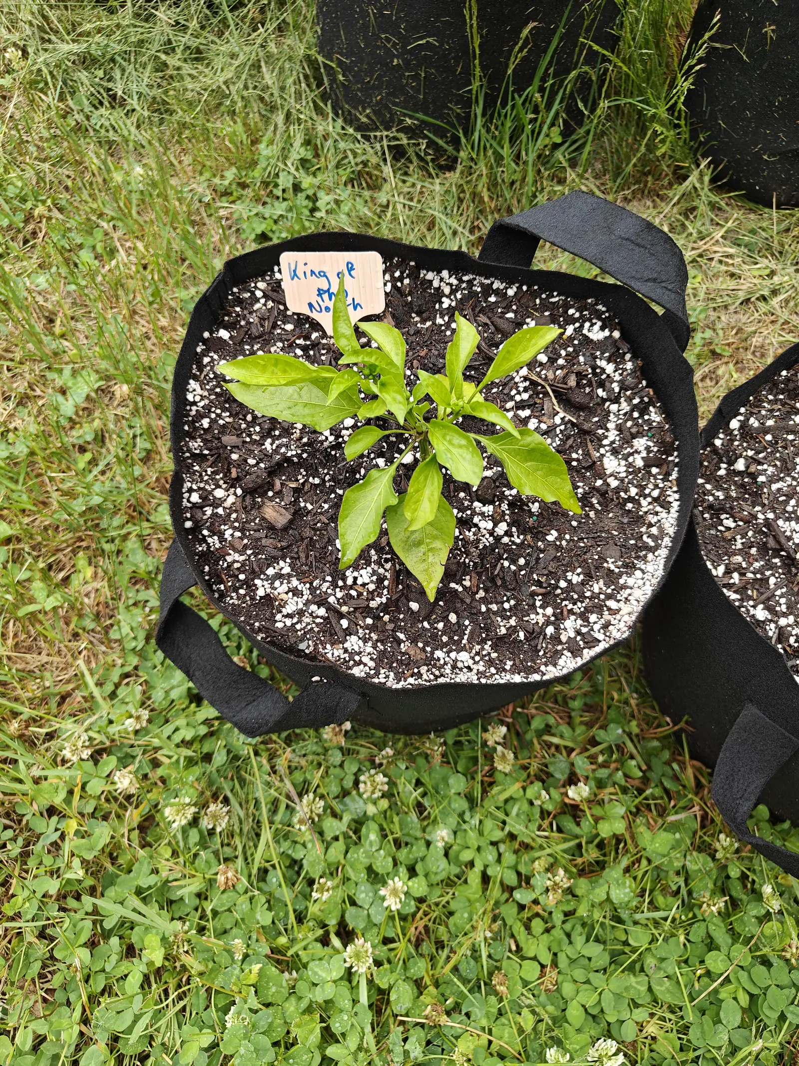 A young pepper plant with broad glossy leaves in a black fabric grow bag, a handwritten label stuck in the soil, the bag set on clover-strewn grass.