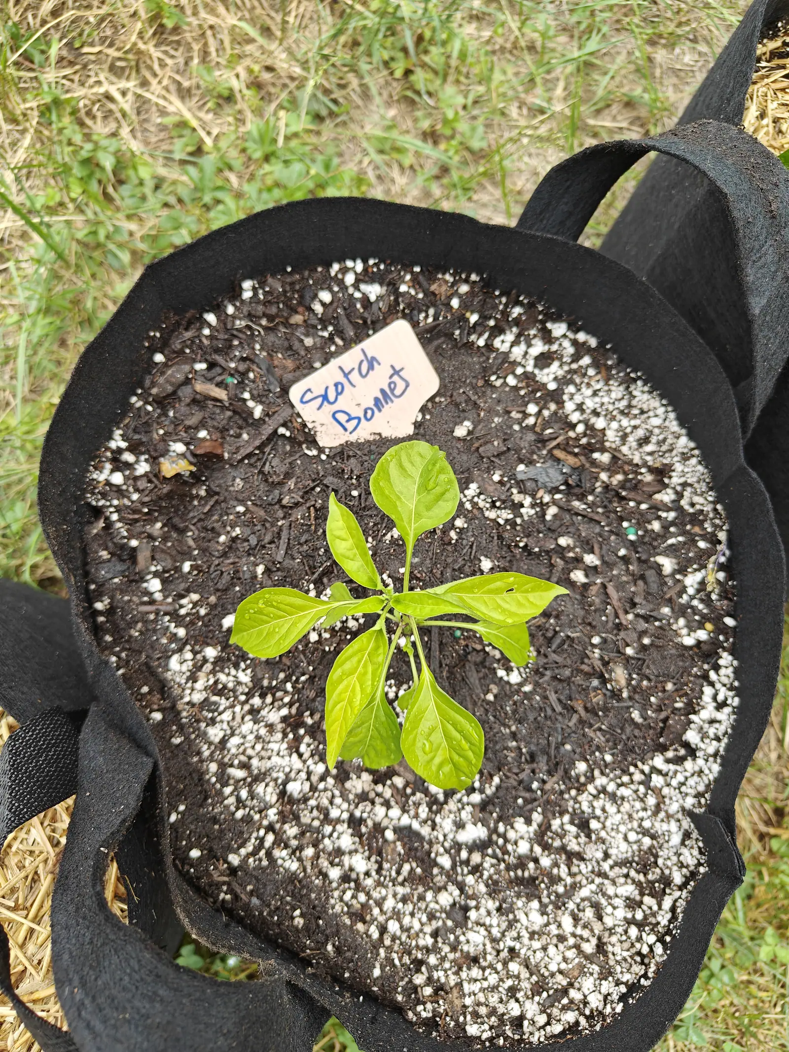 A pepper seedling with six flat green leaves in a black fabric grow bag, a handwritten label behind it, the compost heavily flecked with white perlite.