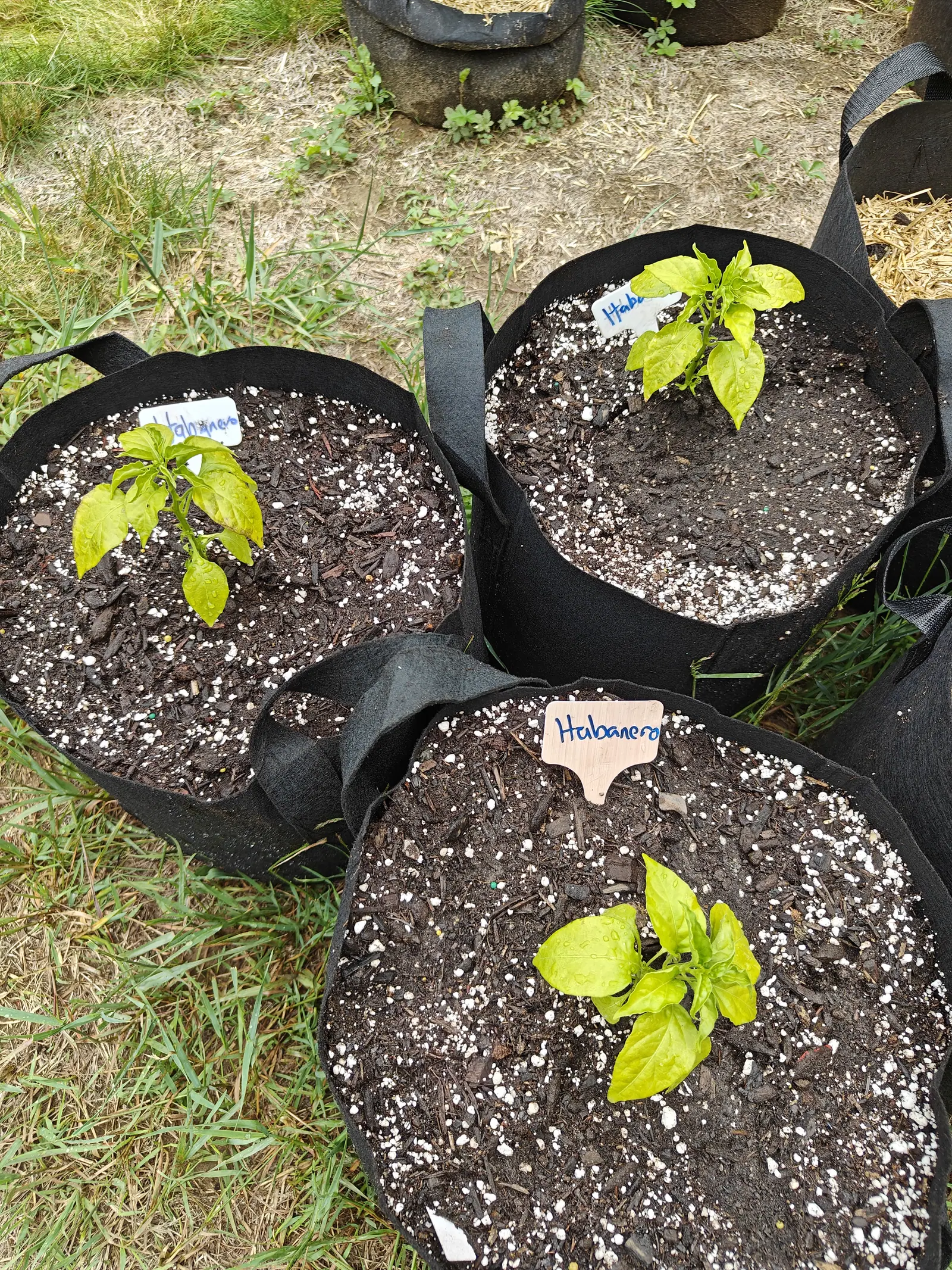 Three black fabric grow bags on grass, each holding a small pale yellow-green pepper seedling with a handwritten label pushed into the bark-mulched compost.