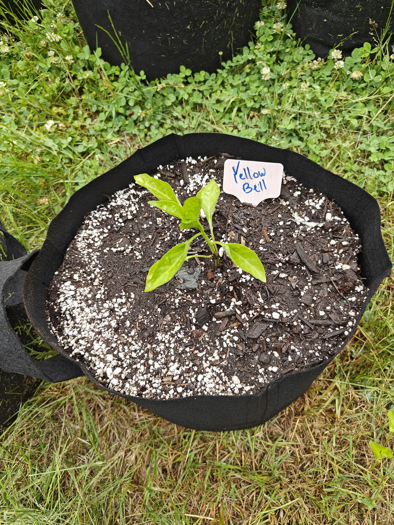 A pepper seedling in a black fabric grow bag, its leaves pale yellow-green against dark bark and perlite, a handwritten label propped at the rim with clover growing behind.