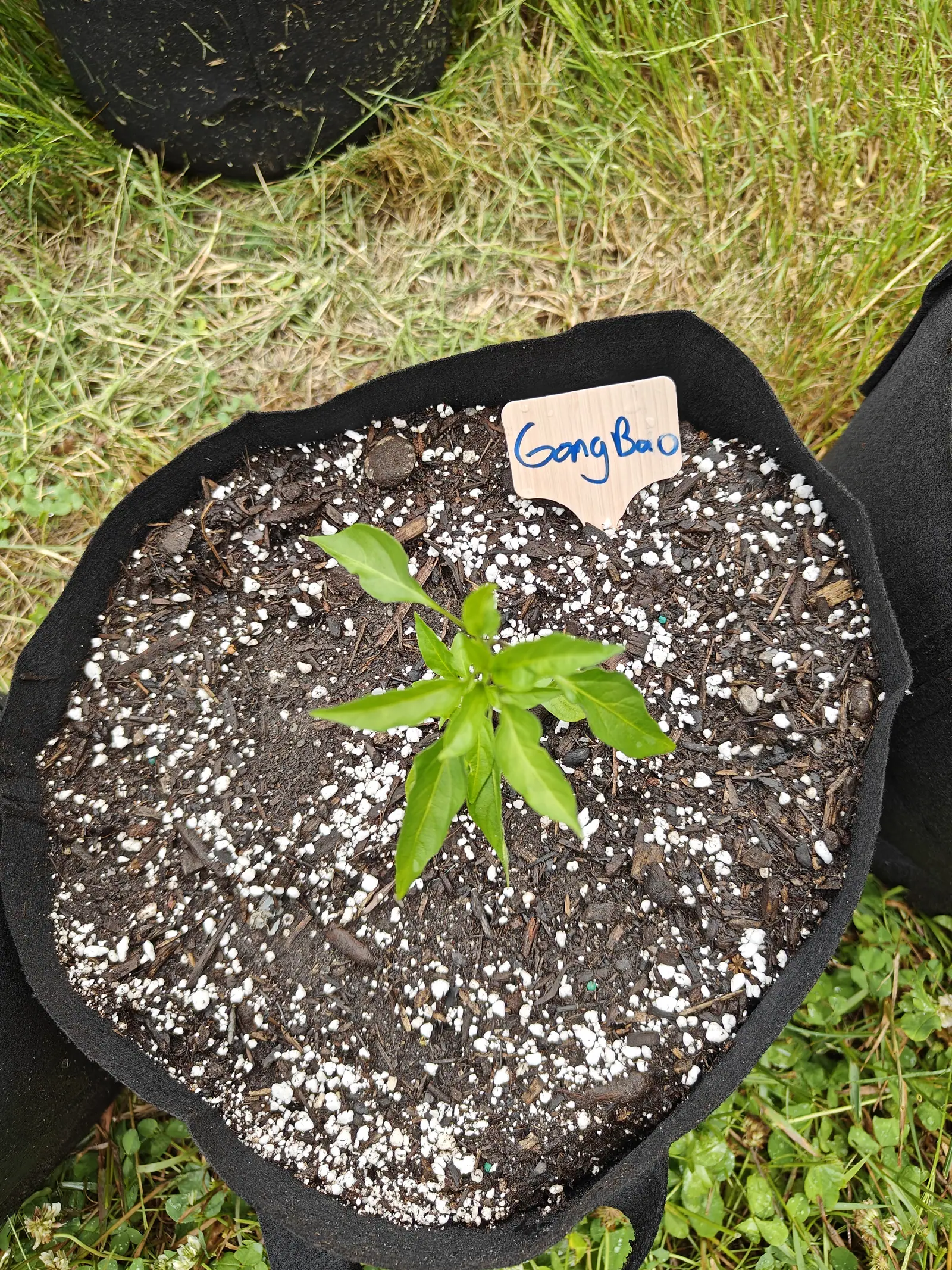 A pepper seedling with narrow pointed leaves in a black fabric grow bag, a handwritten label above it, the compost thick with white perlite and dry grass beyond.