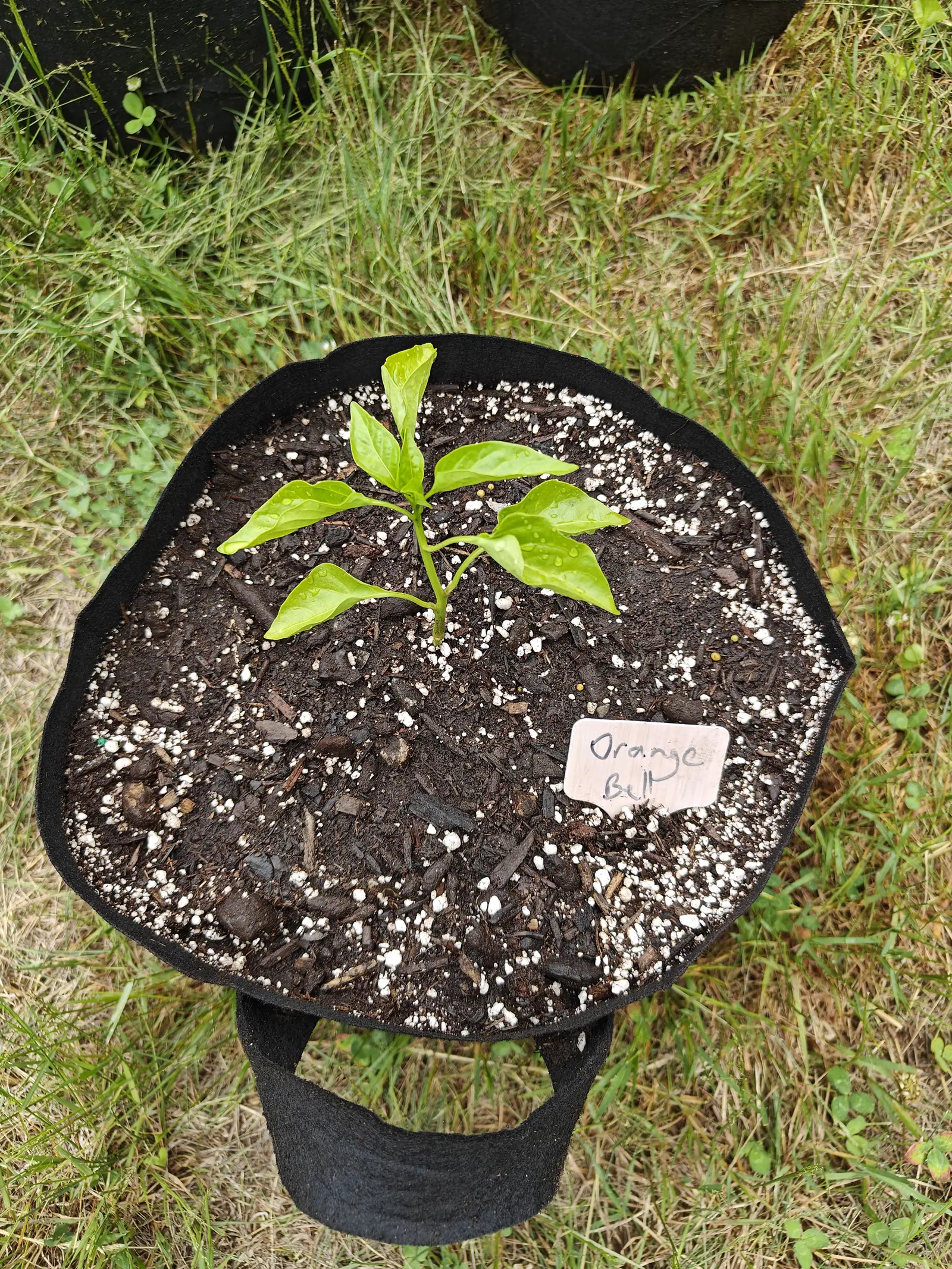 A pepper seedling with seven yellow-green leaves rising from dark bark compost in a black fabric grow bag, a handwritten label at the edge, set on rough dry grass.