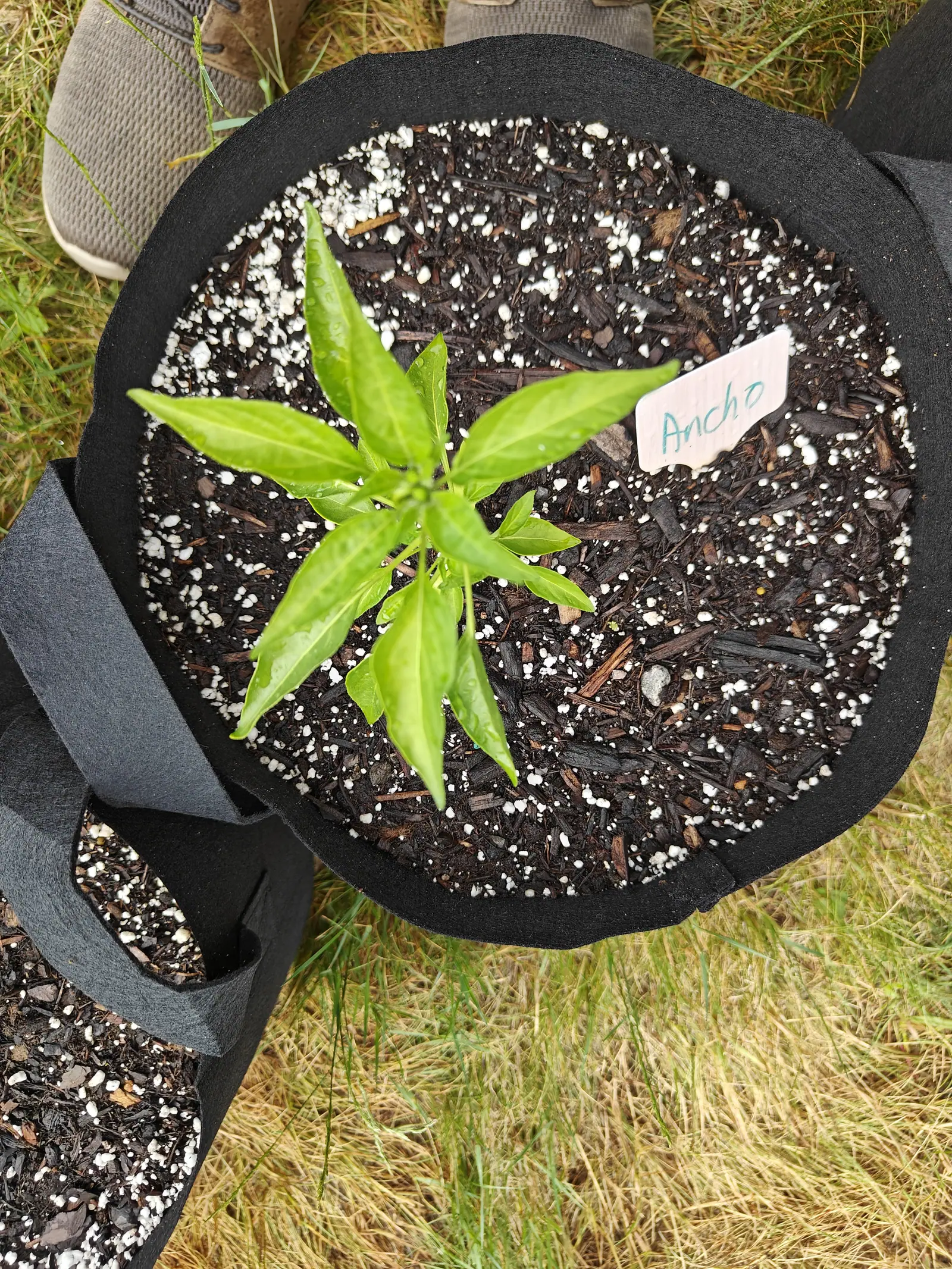 A pepper seedling with long tapering leaves at the centre of a black fabric grow bag, a handwritten label beside it, the toes of a pair of shoes at the top edge.