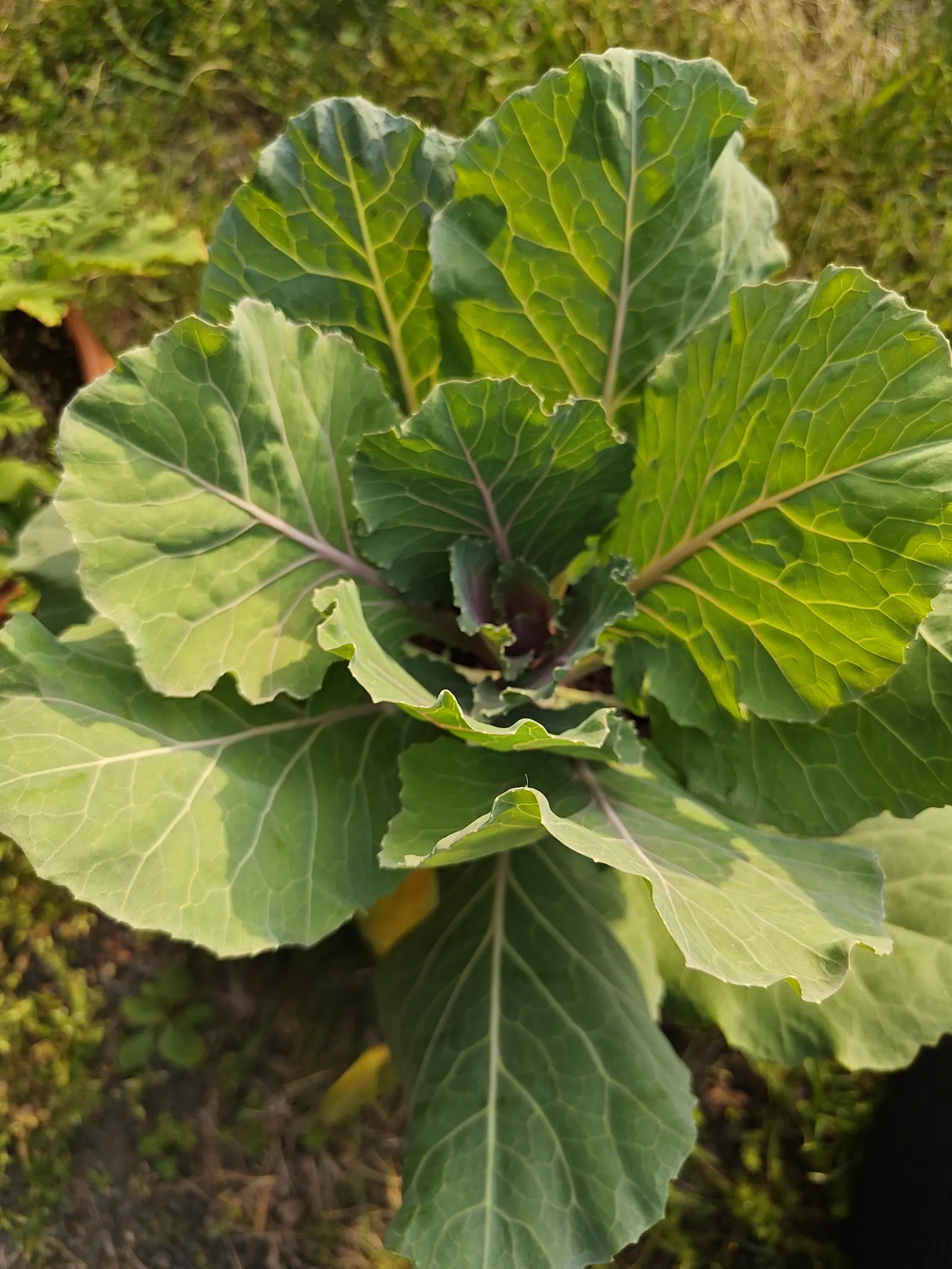 A cabbage seen from above, its broad blue-green leaves spreading in a rosette with purple-flushed midribs and a purple-tinged heart at the centre, weeds and grass around its base.