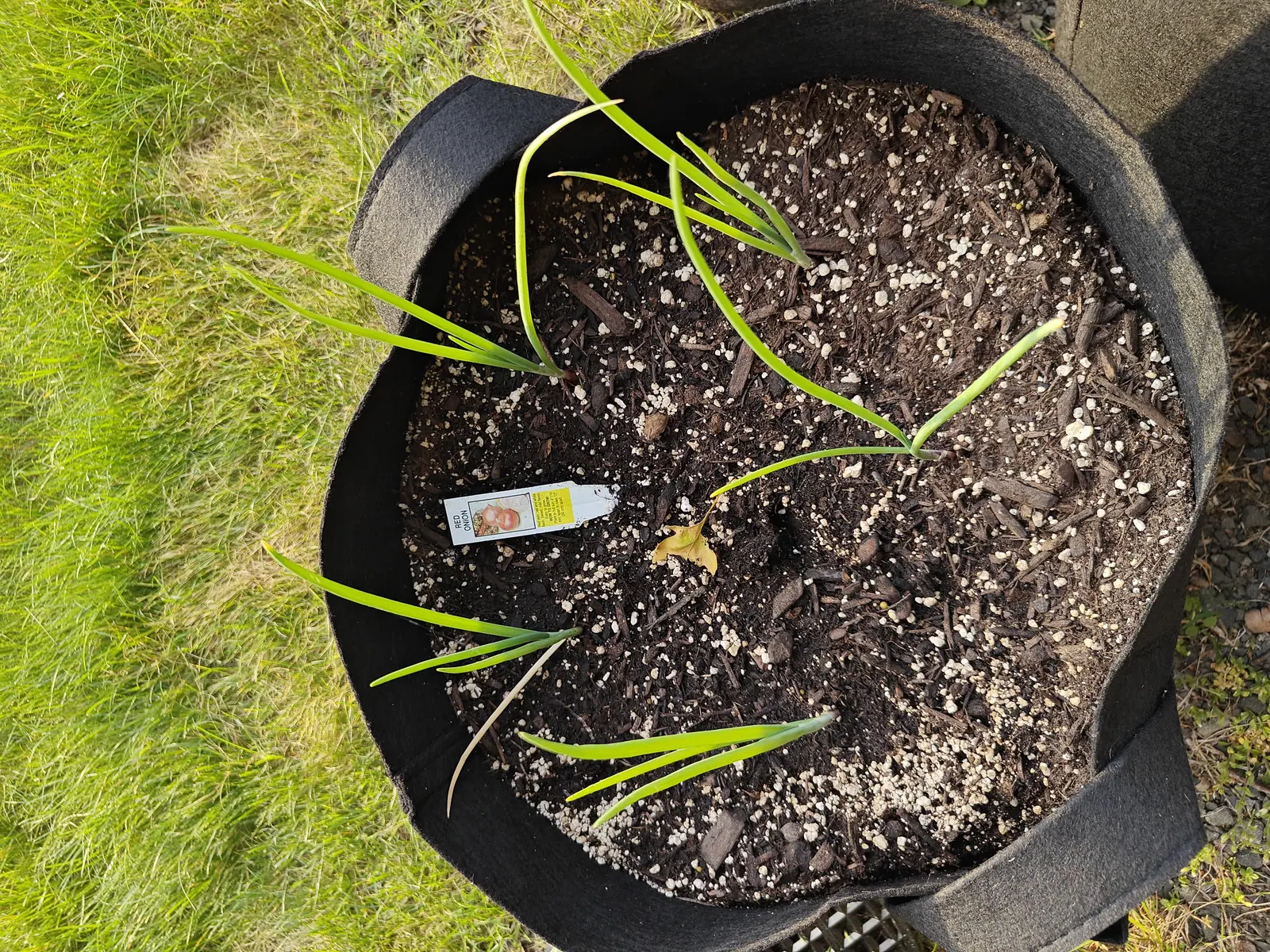 Slender onion shoots leaning out of a black fabric grow bag, a small paper label lying flat on the dark compost between them, mown grass filling the left of the frame.