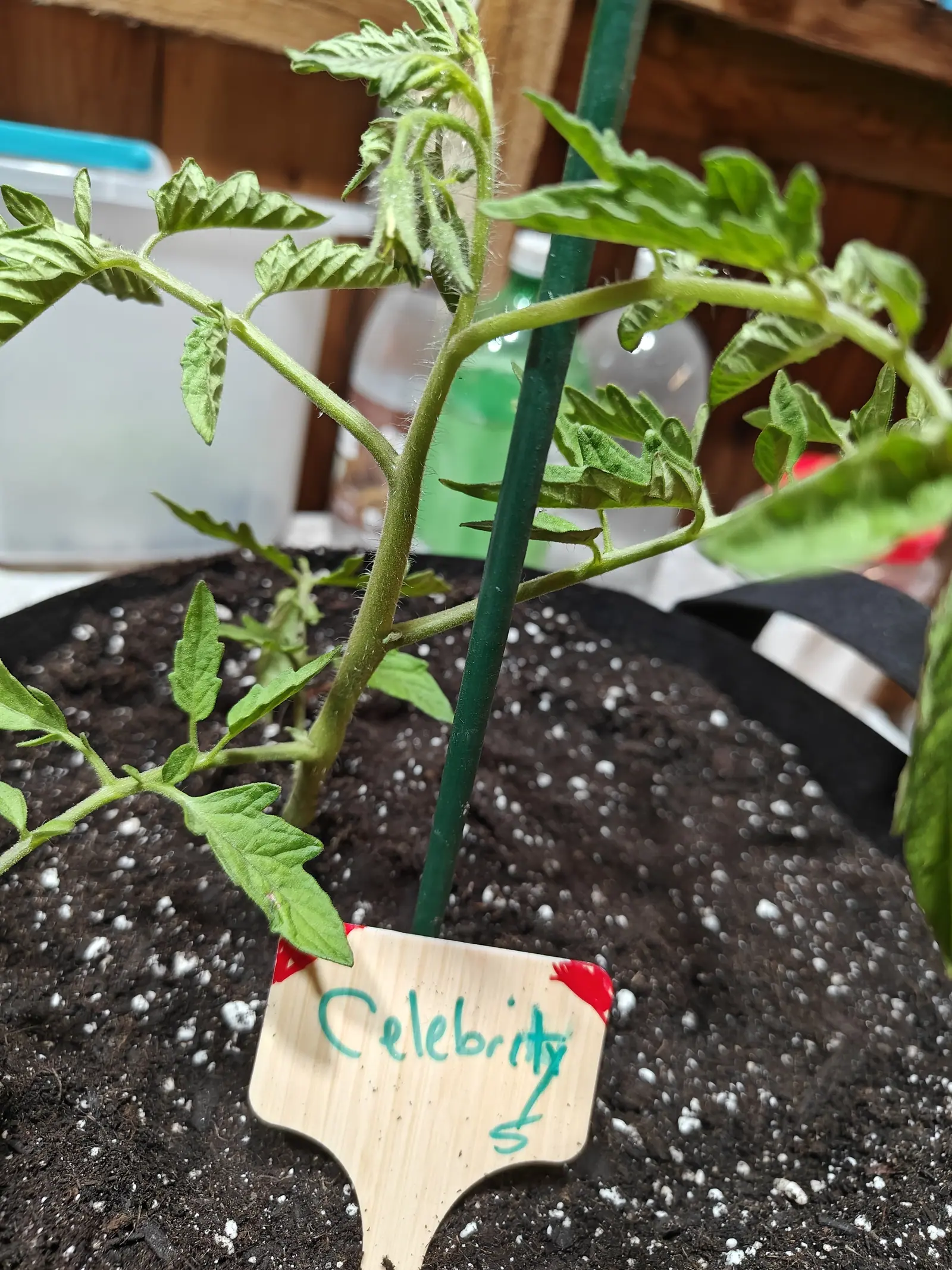 A young tomato plant staked to a green metal rod in a black fabric grow bag, a handwritten label in the perlite-flecked soil, plastic storage boxes on the timber wall behind.