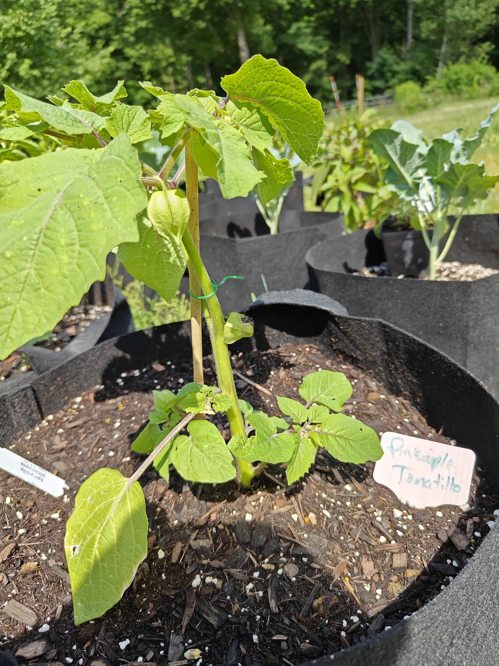 A tomatillo tied with green twine to a bamboo cane in a black fabric grow bag, one small green husk hanging beneath broad leaves, a handwritten label beside it.