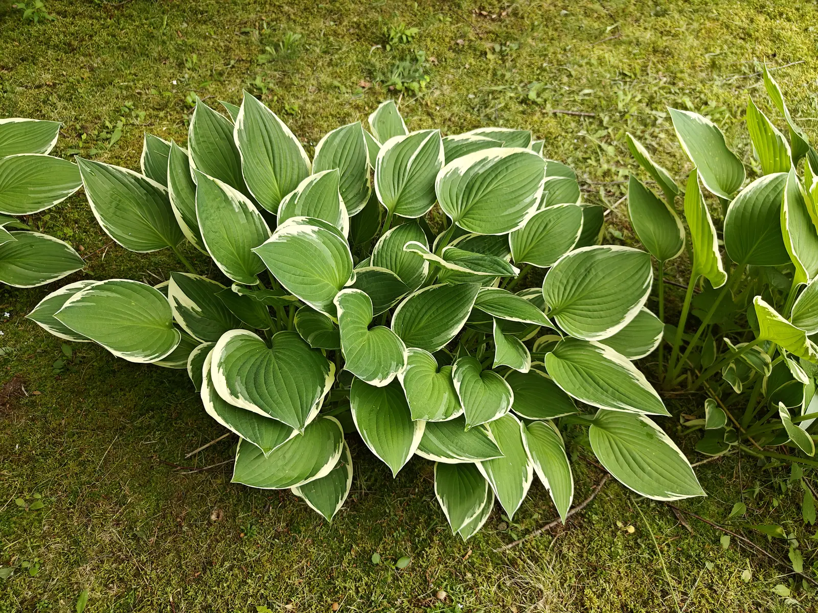 A hosta clump low on mossy grass, its ribbed leaves deep green with broad creamy-white margins, a narrower-leaved clump of the same plant crowding in from the right.