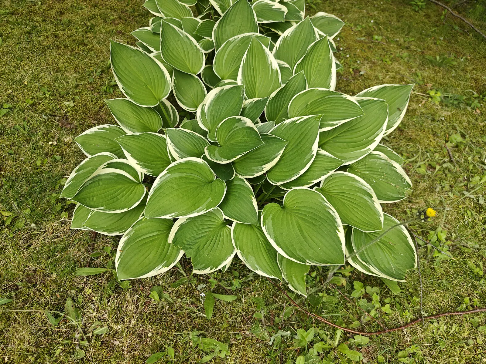 A hosta seen from above on rough grass, dozens of pointed ribbed leaves in deep green edged with white, dandelion leaves and a fallen twig scattered around it.