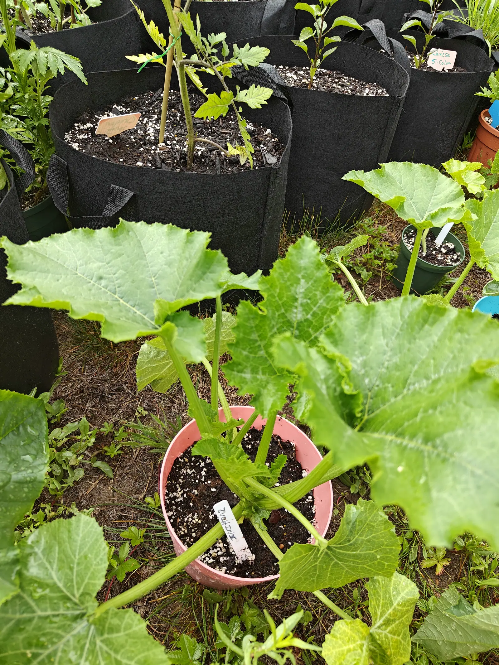 A zucchini plant in a terracotta-coloured plastic pot, its broad lobed leaves sprawling across bare soil, with black fabric grow bags of seedlings ranked behind.