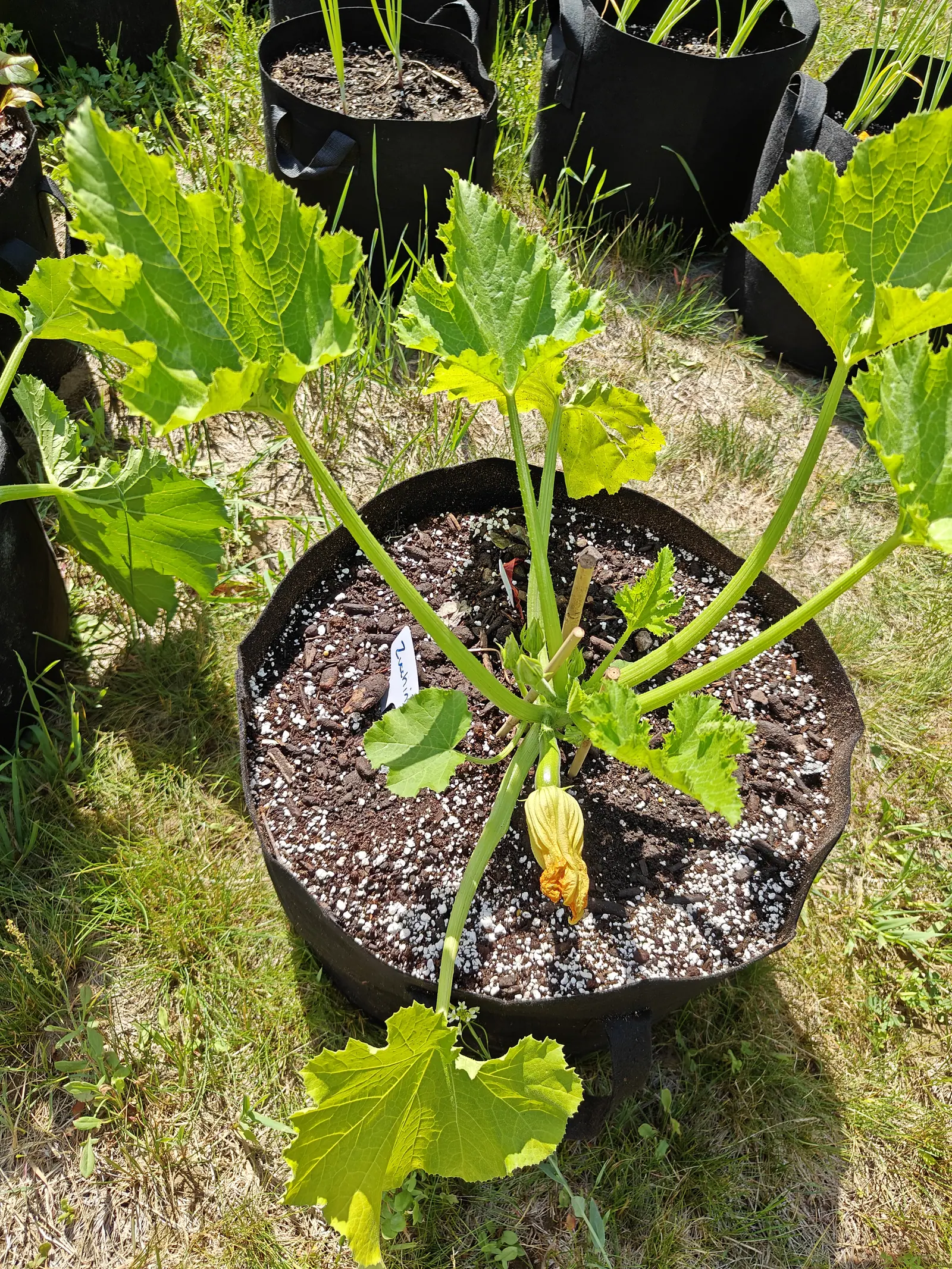 A zucchini in a black fabric grow bag, long-stemmed lobed leaves radiating outward and a spent yellow flower drooping at the front, dry grass and more grow bags behind.