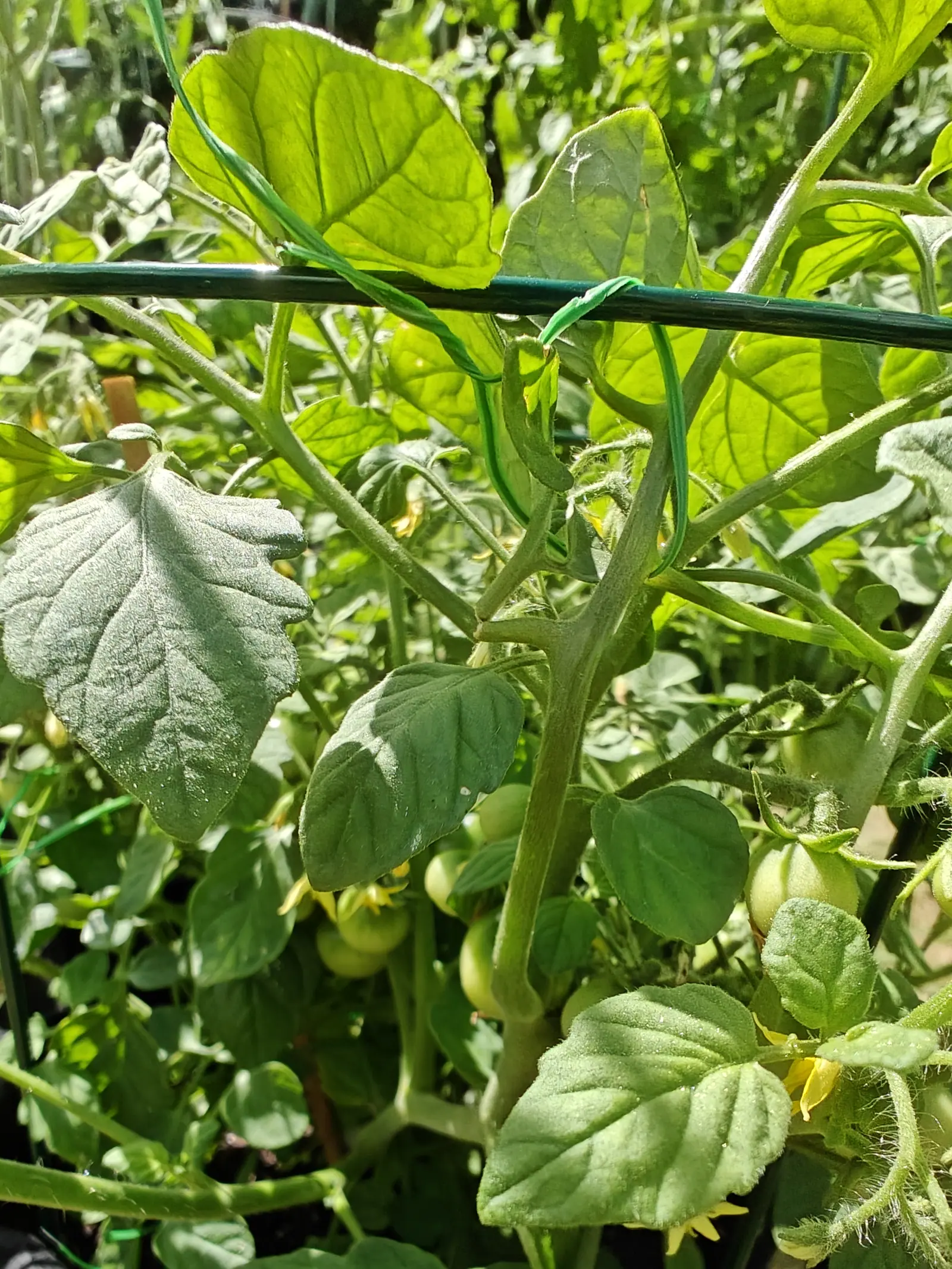 Trusses of small green tomatoes and yellow flowers on hairy stems beneath a green metal cross-piece bound with green twine, broad grey-green leaves catching the sun above them.