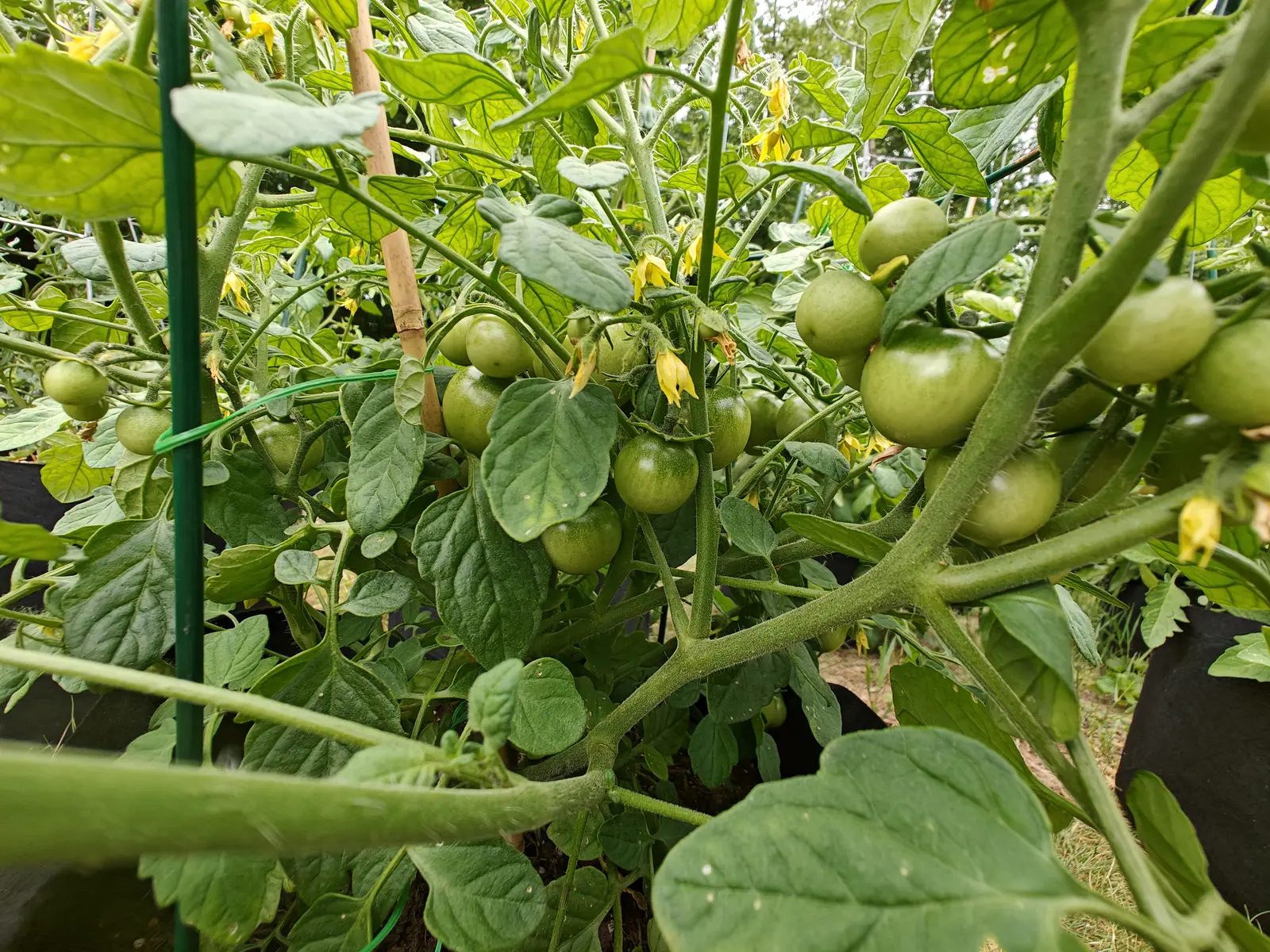 A tomato plant heavy with clusters of green fruit and small yellow flowers, staked to a bamboo cane and a green metal rod, its black fabric grow bag just visible below.