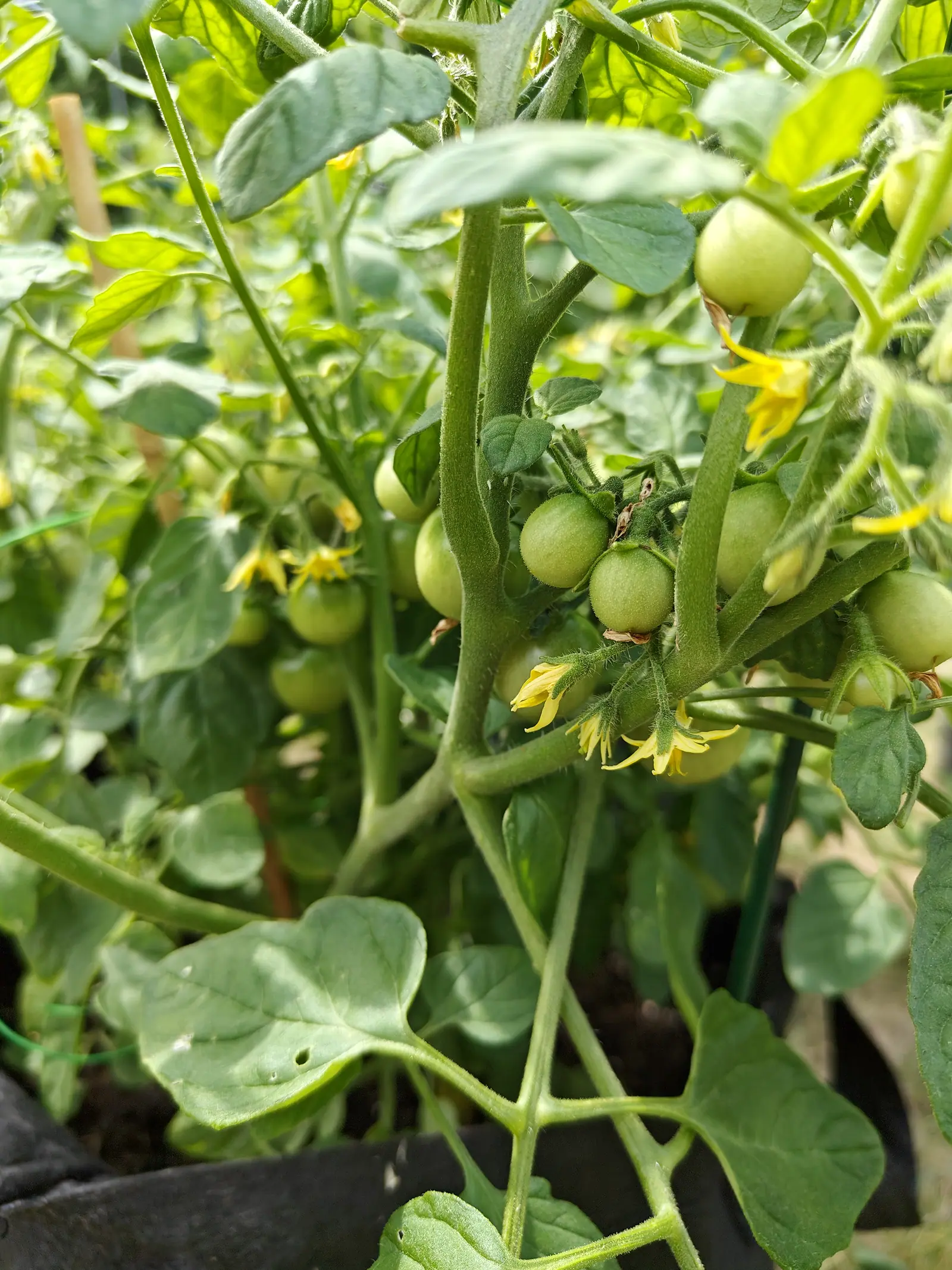 Clusters of small green tomatoes and open yellow flowers on hairy green stems, the leaves dark and dusty around them, a black fabric grow bag at the base of the plant.